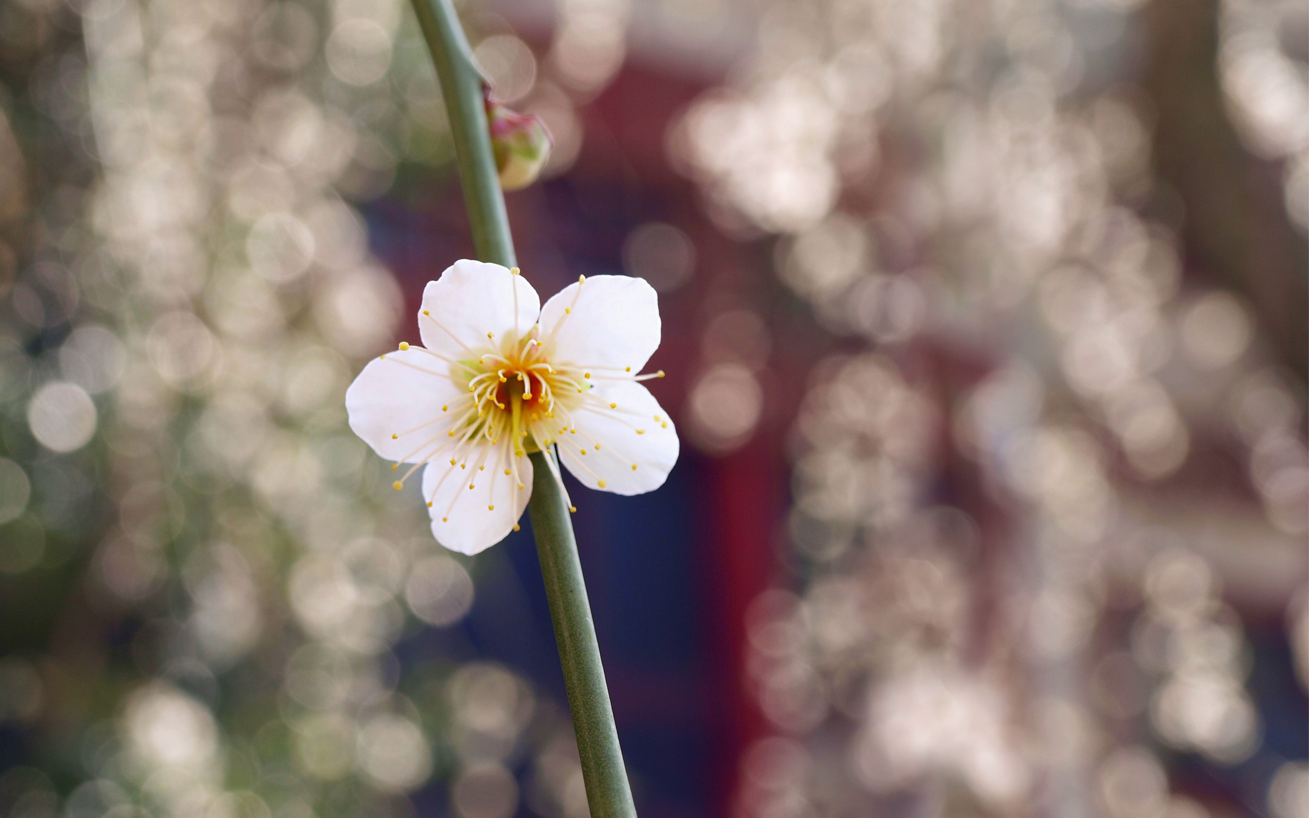 Бесплатное фото Беленький цветочек