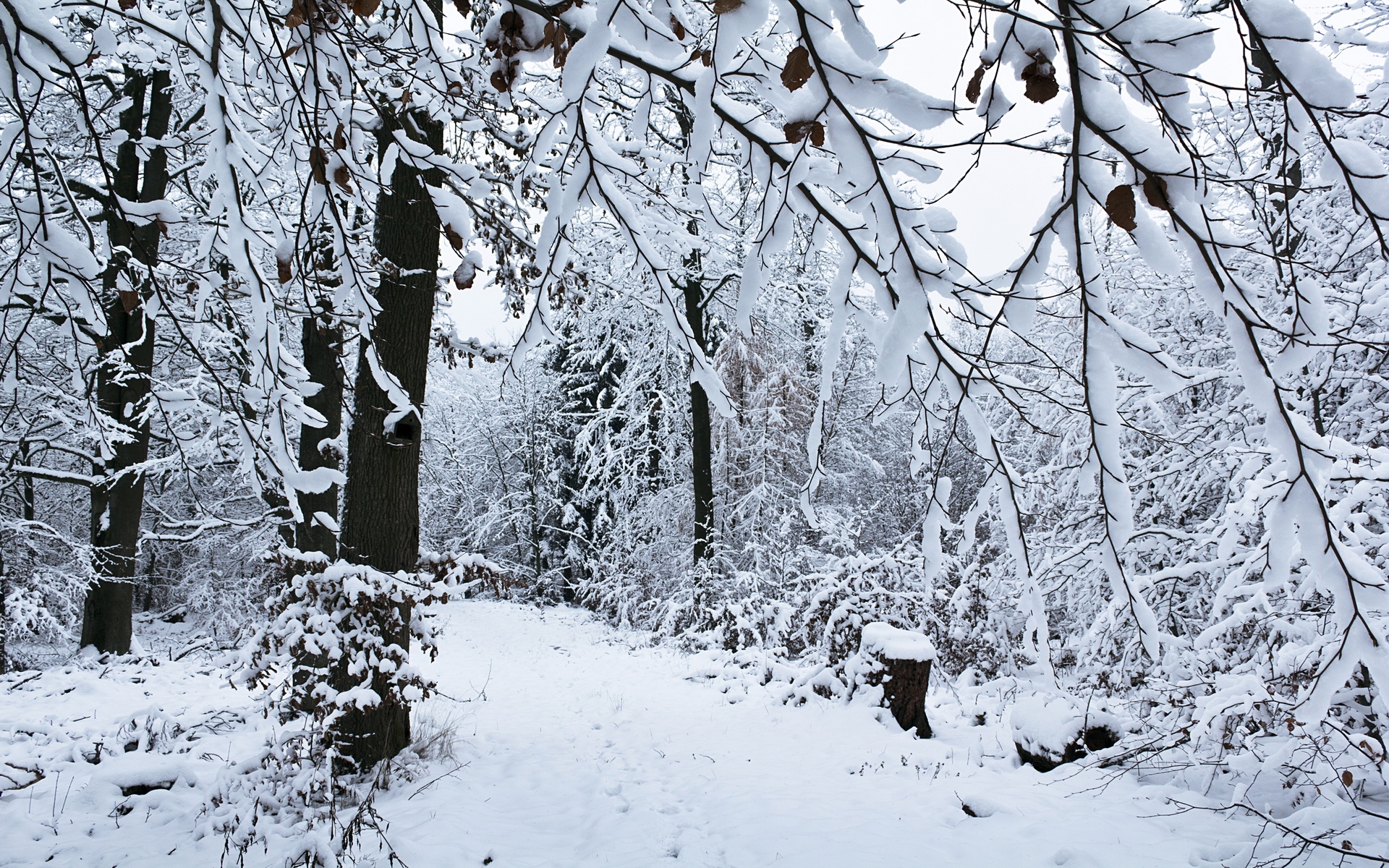 Free photo The forest in white colors