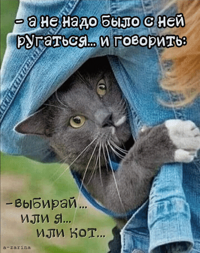 主题为猫 幽默感 动画的明信片免费下载