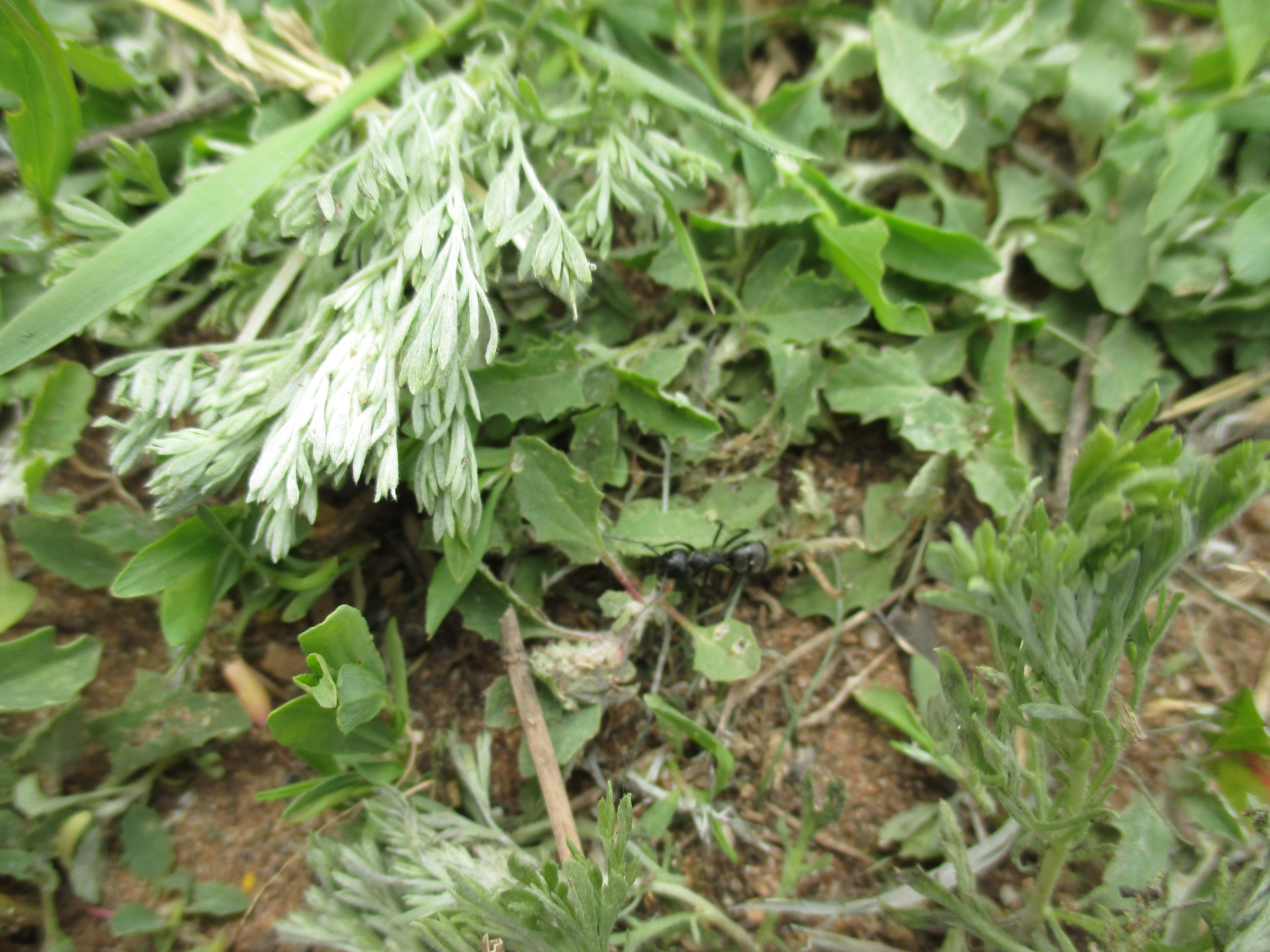 Бесплатное фото Скошенная трава 111