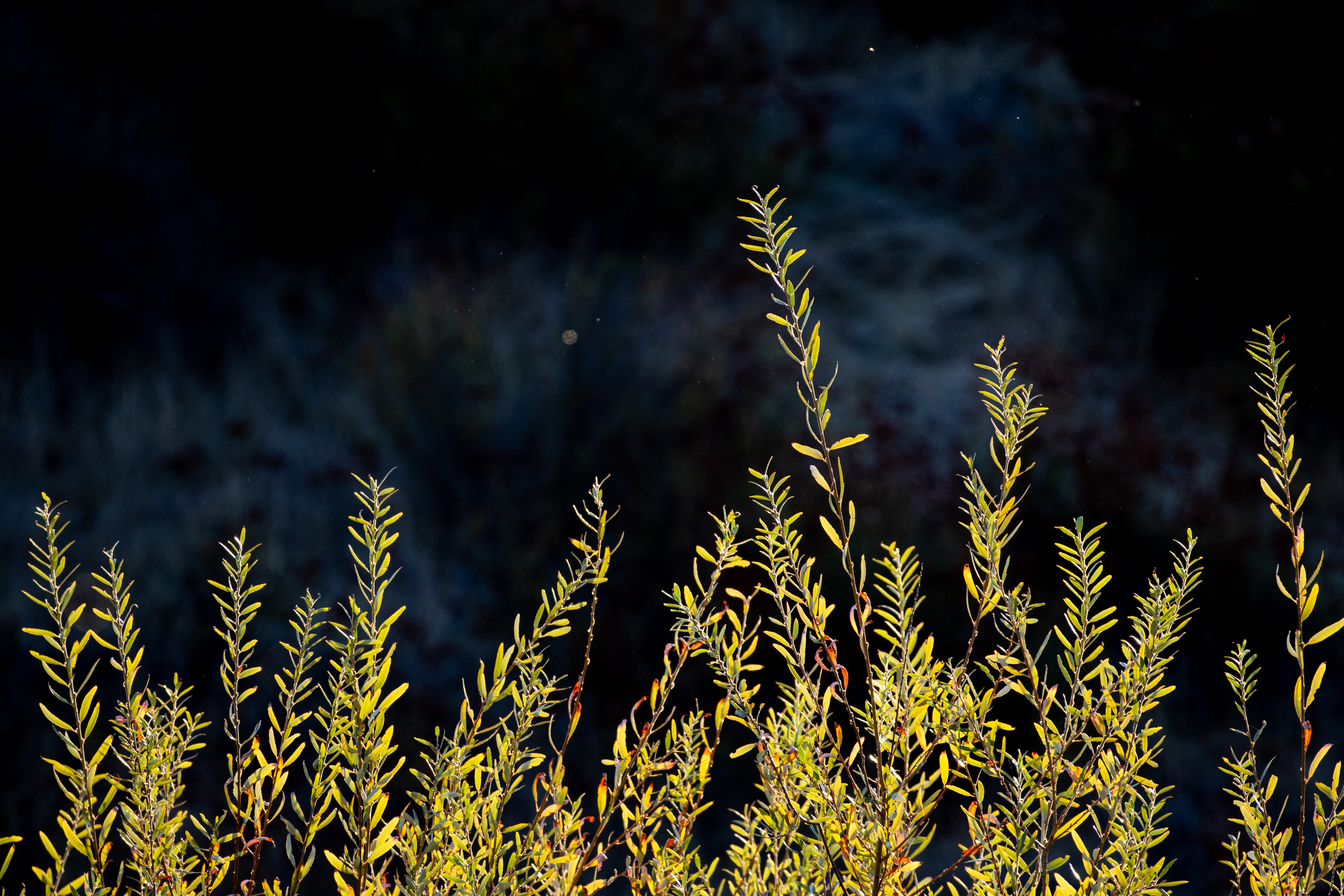 桌面上的壁纸植物 对照 背景