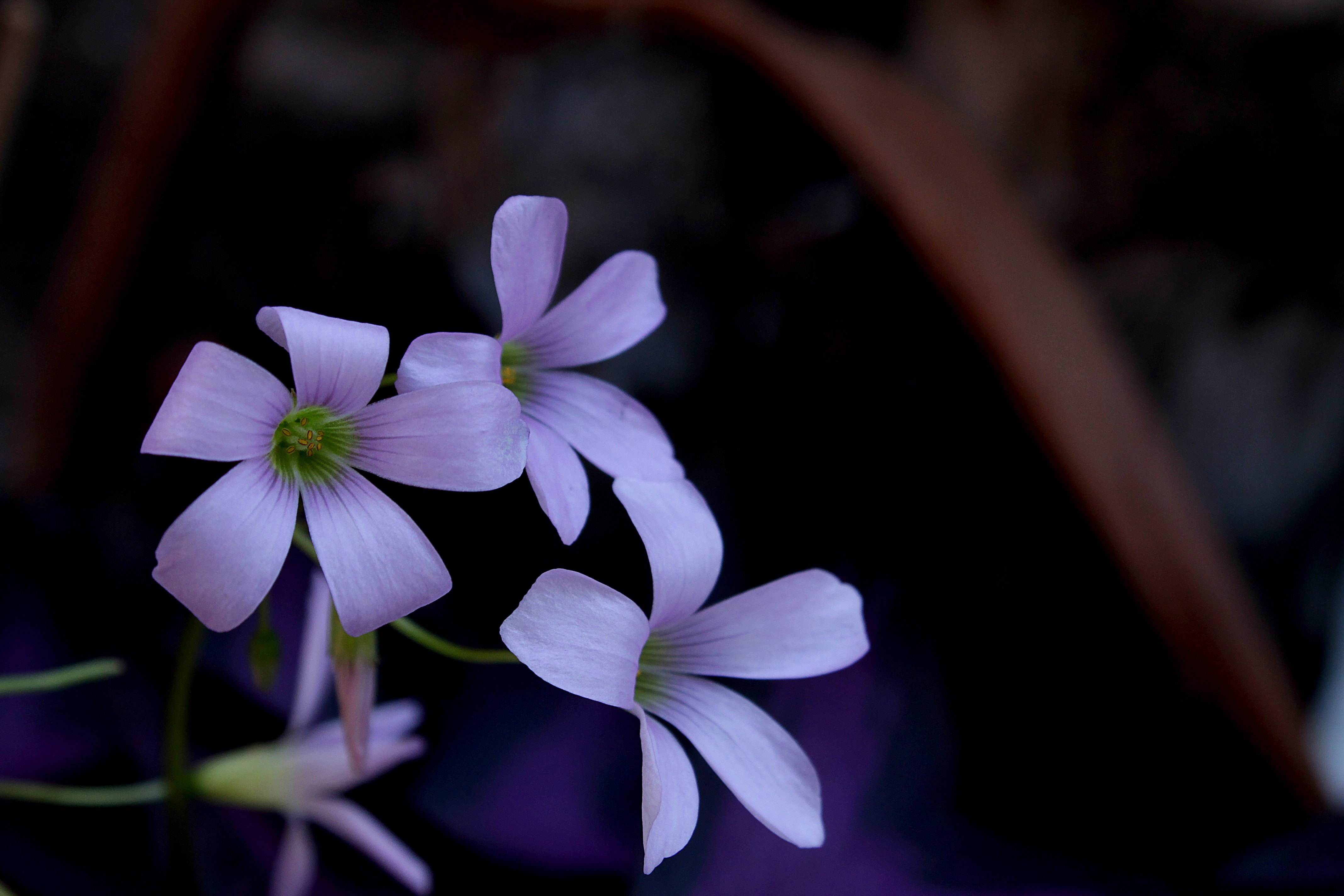 Wallpapers wallpaper lilac petals close on the desktop