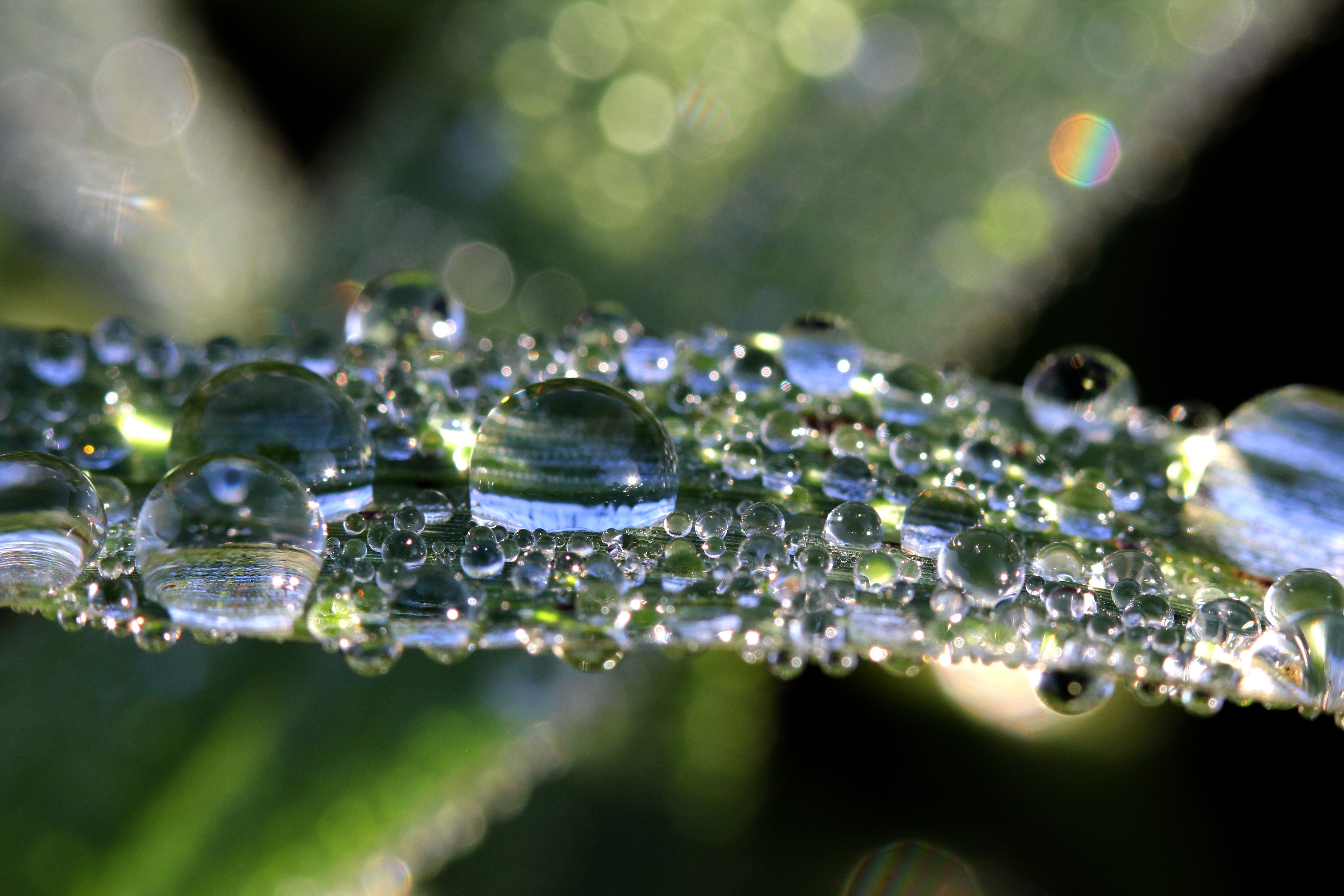 Wallpapers green grass macro drops of rain on the desktop