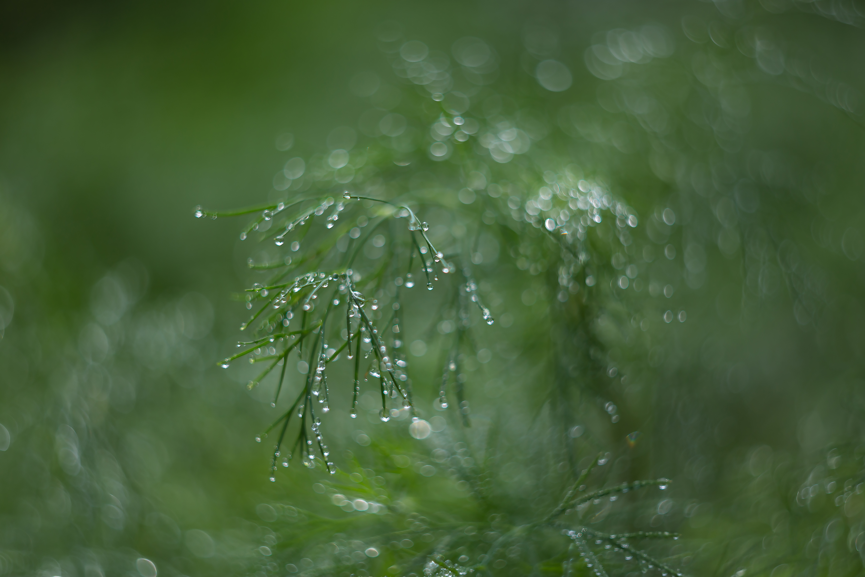 Бесплатное фото Ветка укропа