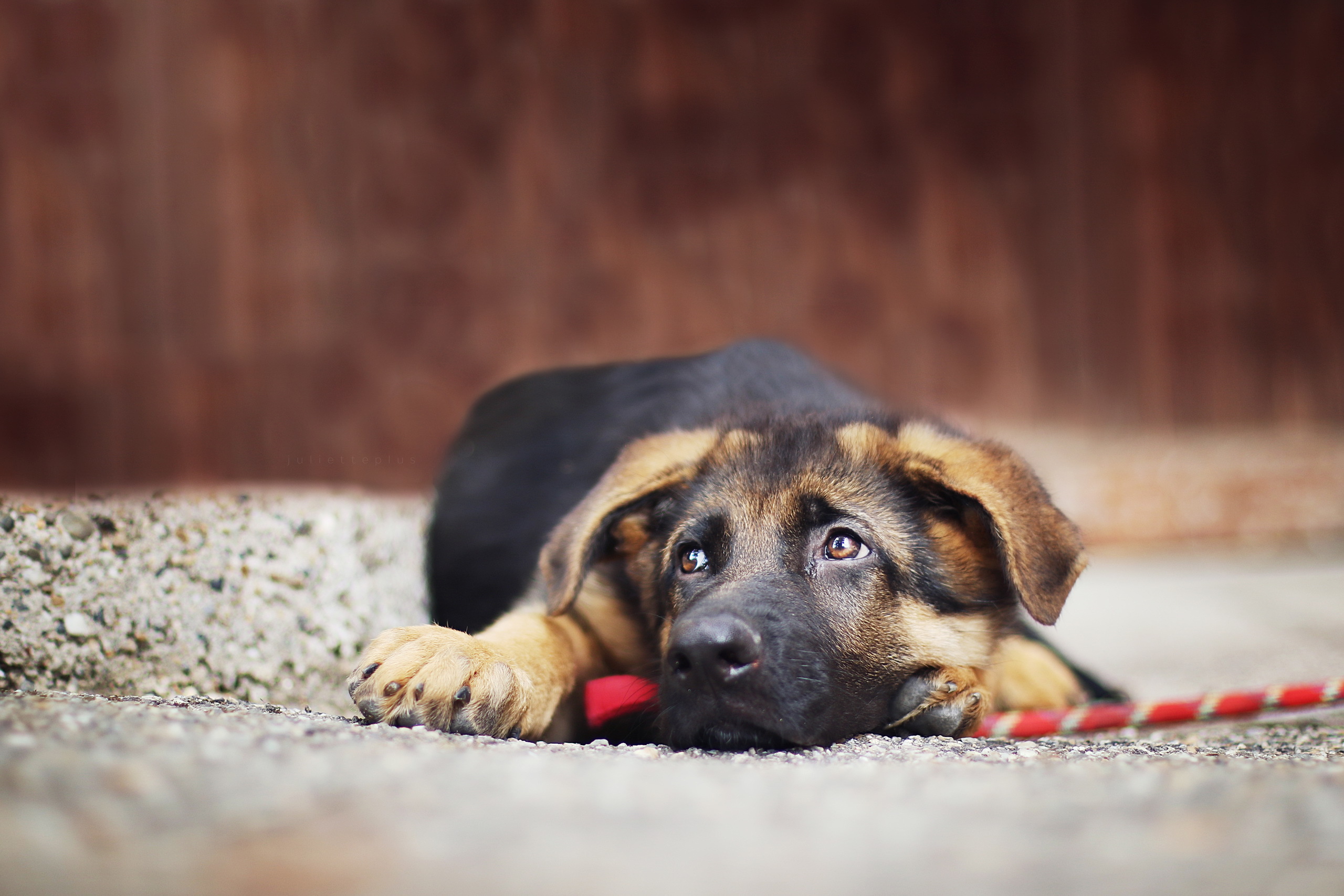 Free photo A small puppy lying on the ground in frustration