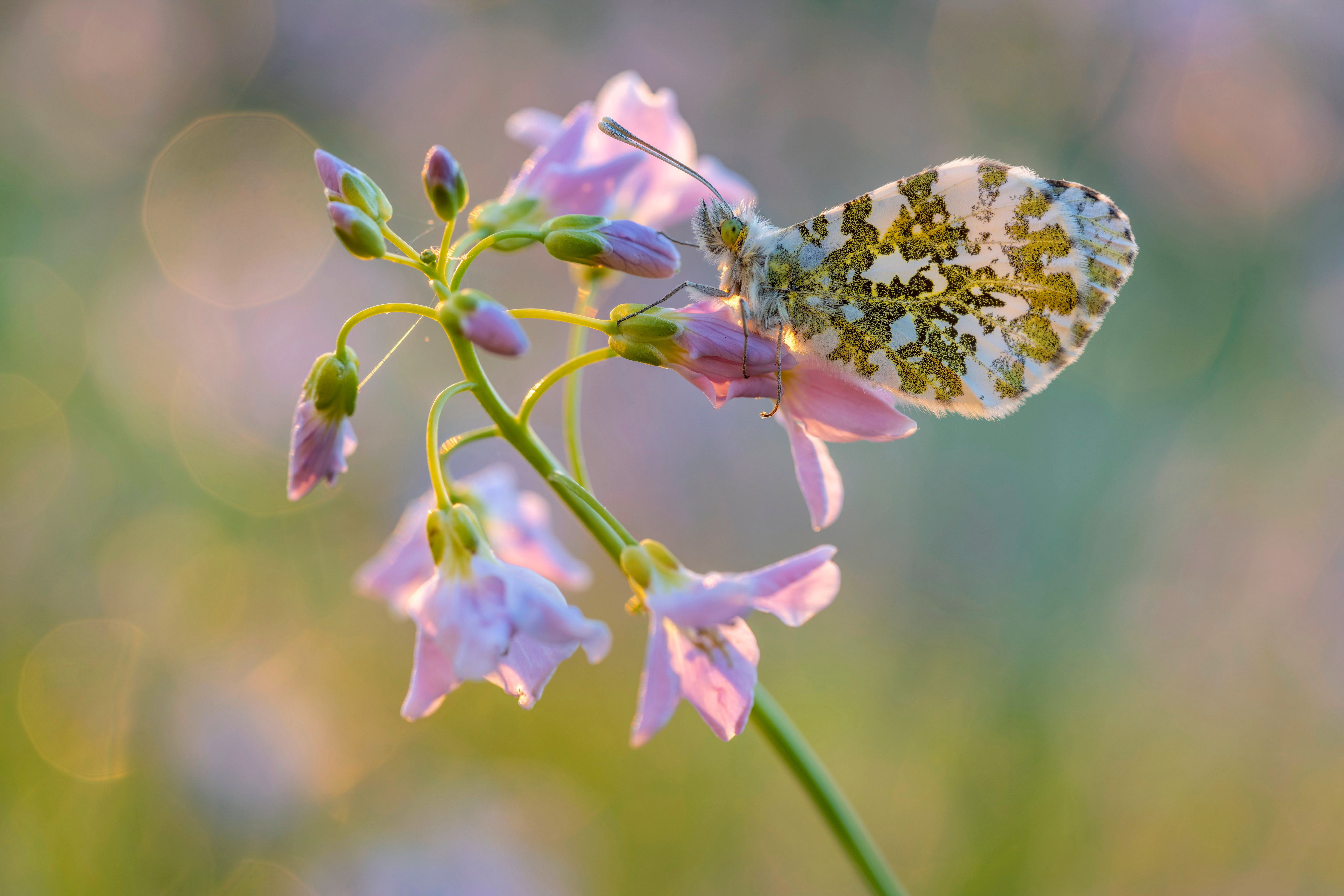 免费照片一只美丽的蝴蝶坐在精致的粉红色花朵上