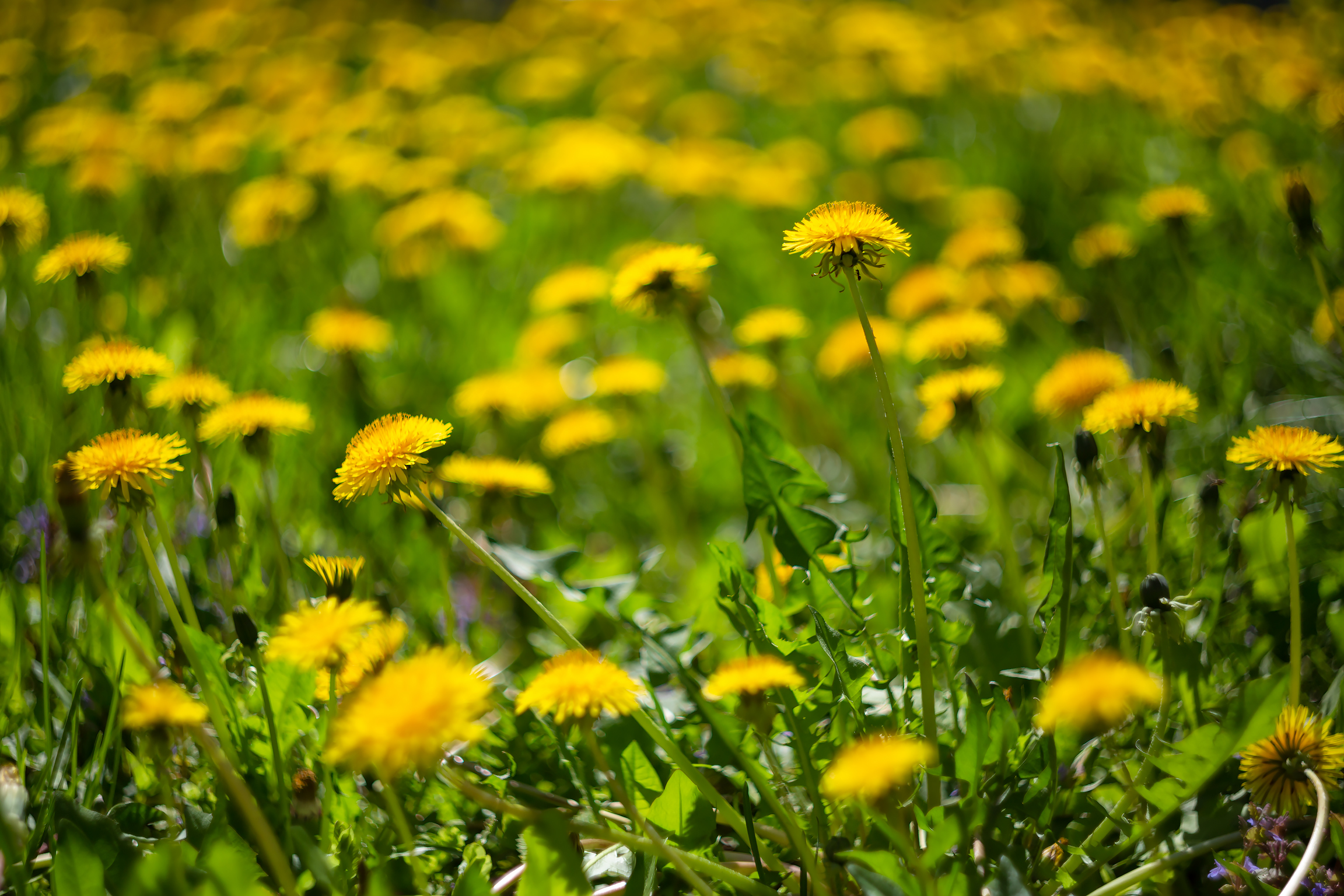 Free photo Glade of dandelions