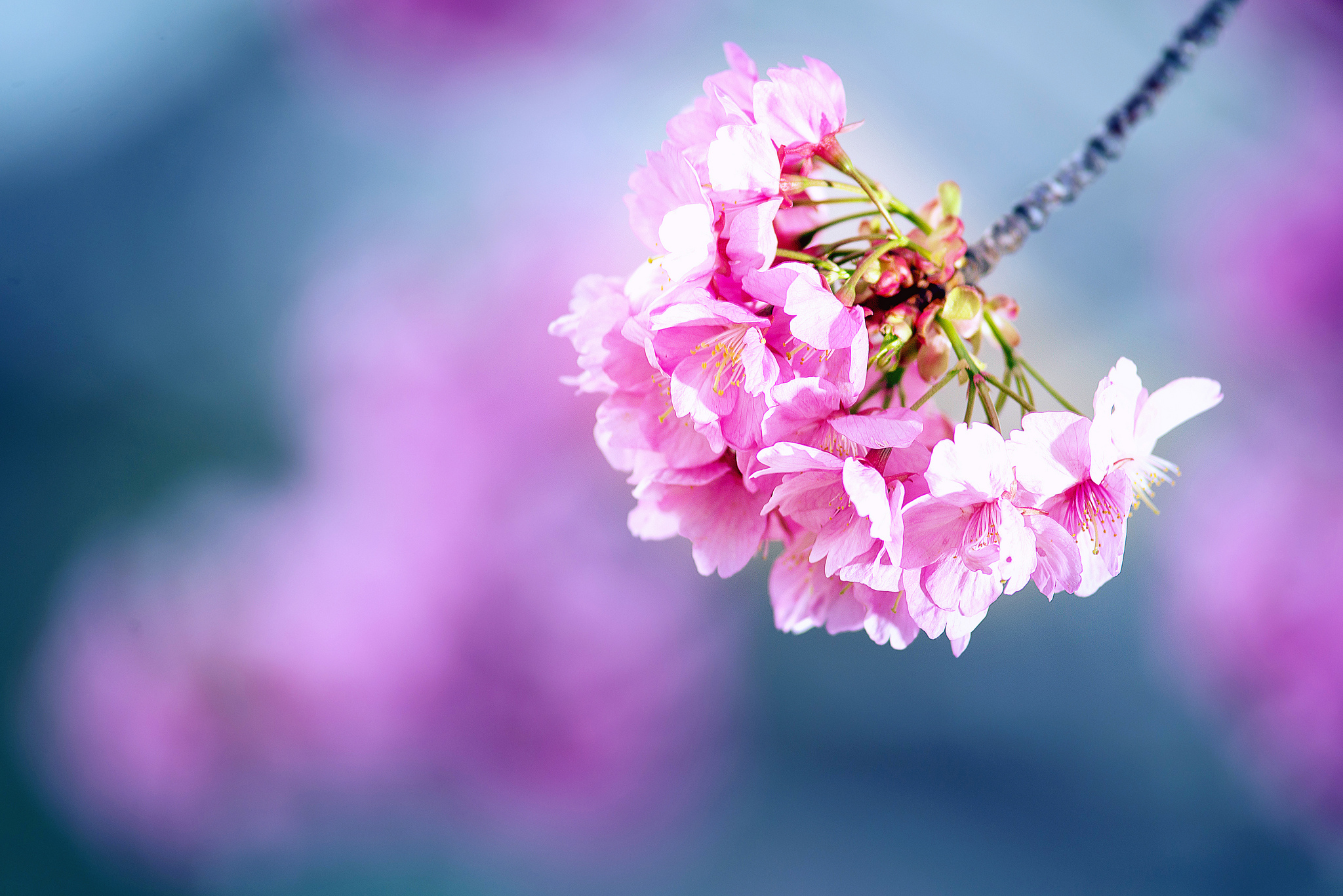 桌面上的壁纸鲜花 花枝 植物群