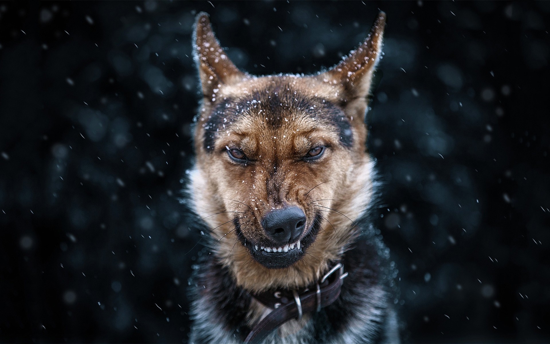 A moment of the dog`s face catching the snow