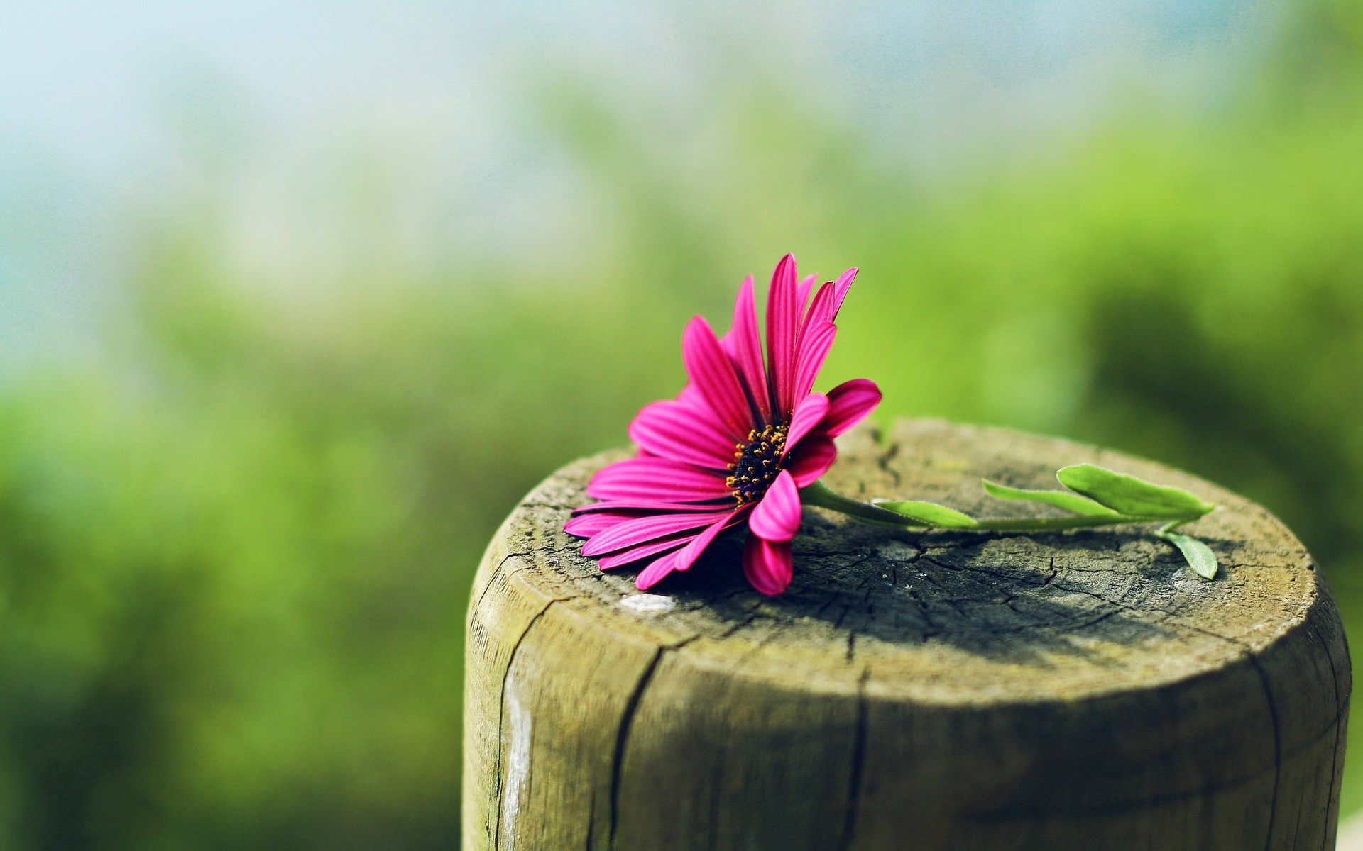 Wallpapers flowers pink flowers stump on the desktop