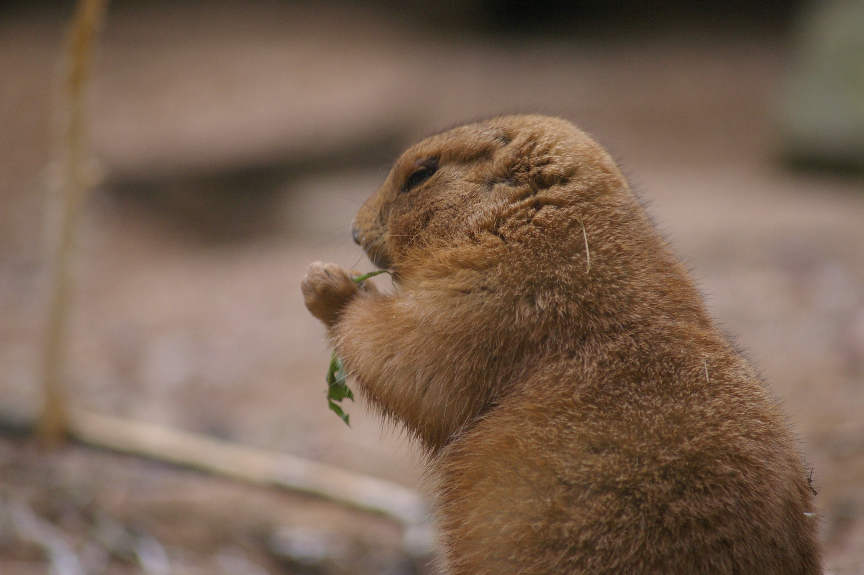 Gopher sits back