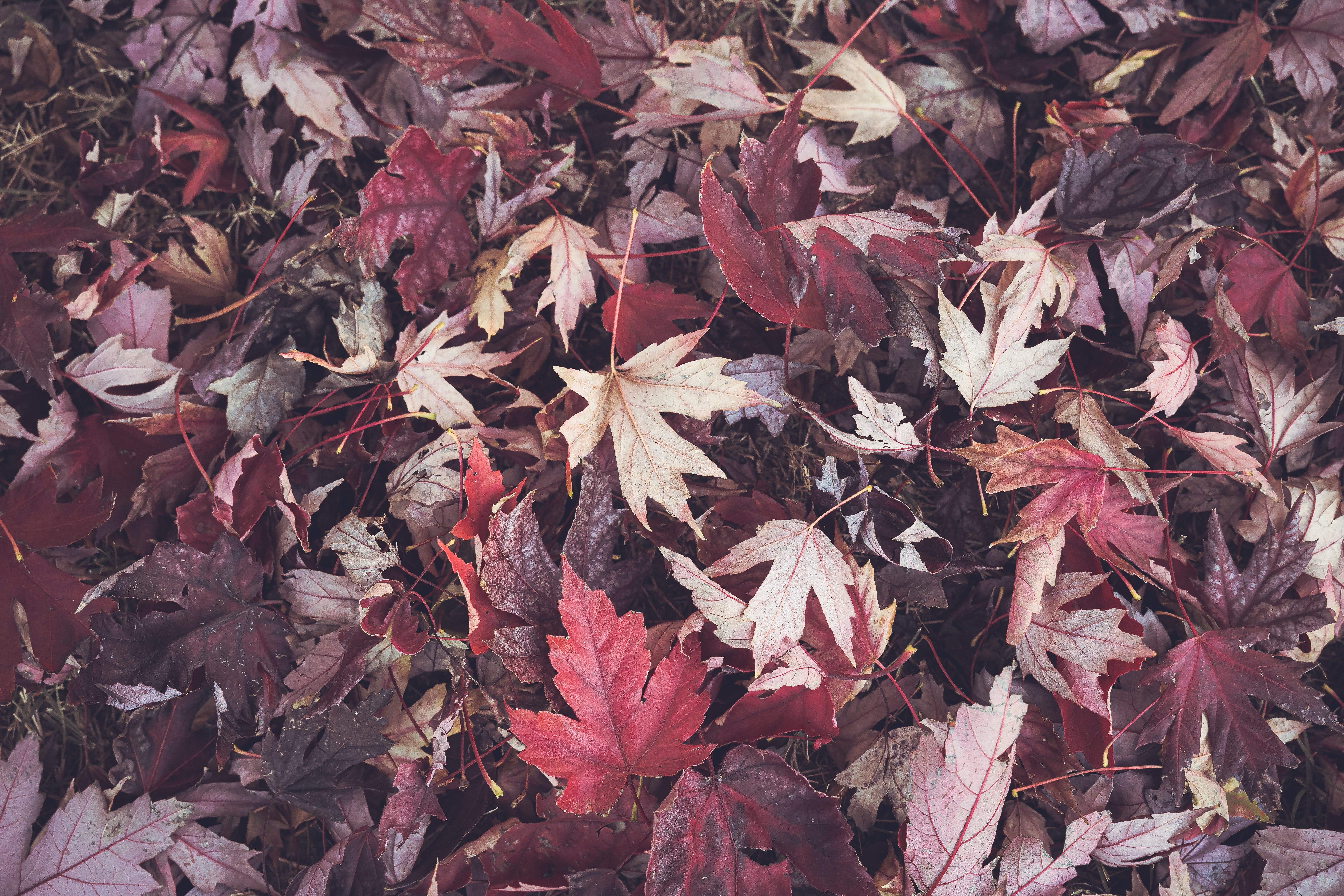 Обои листья обои листва на рабочий стол