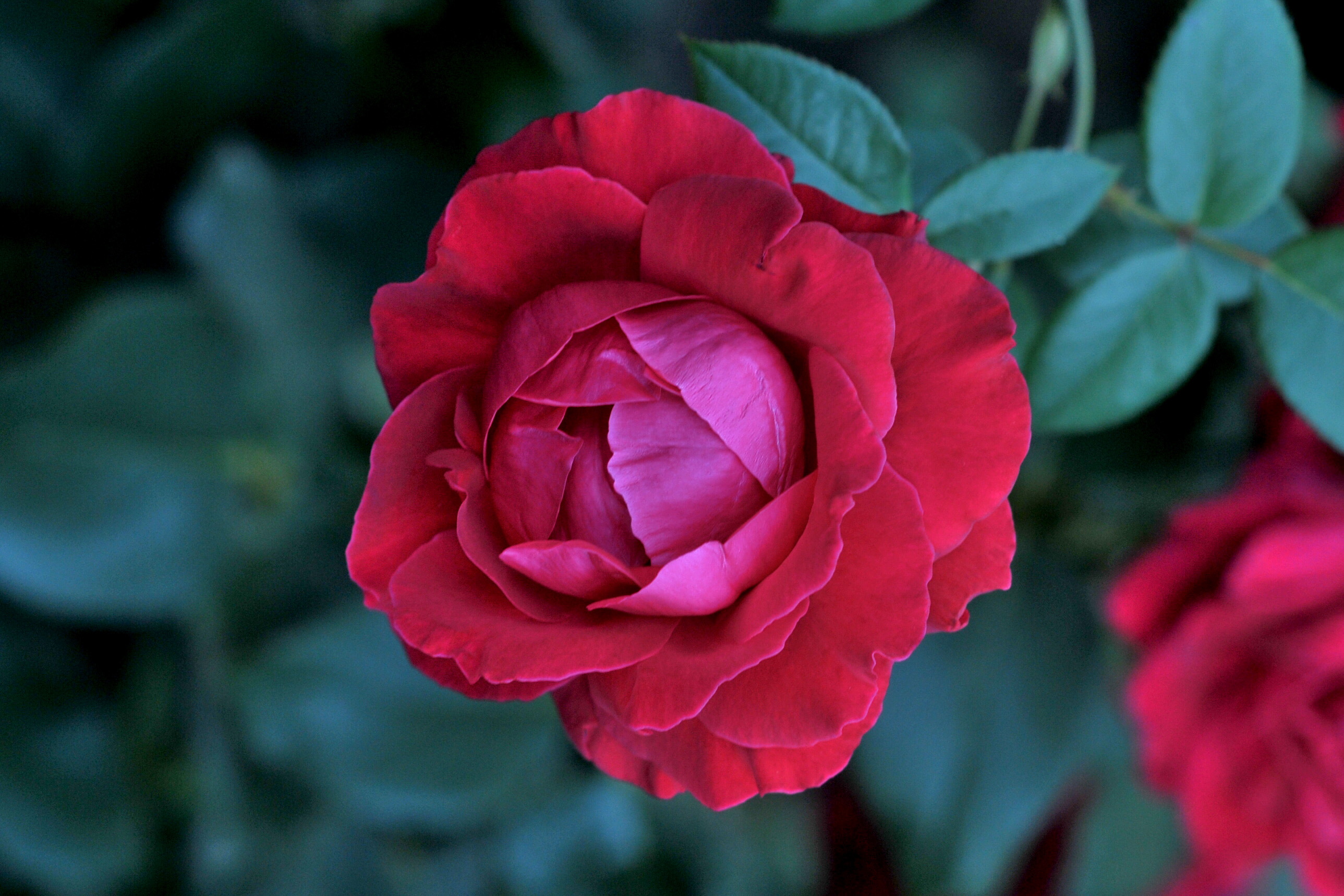 Wallpapers rose flowers flowering on the desktop