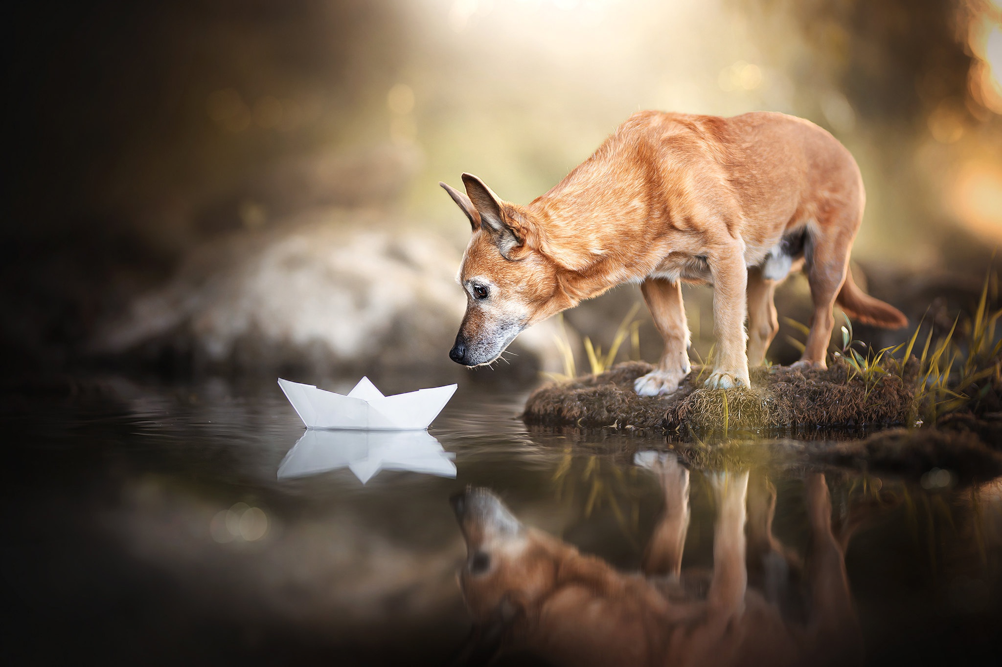 Free photo Dog and a paper boat