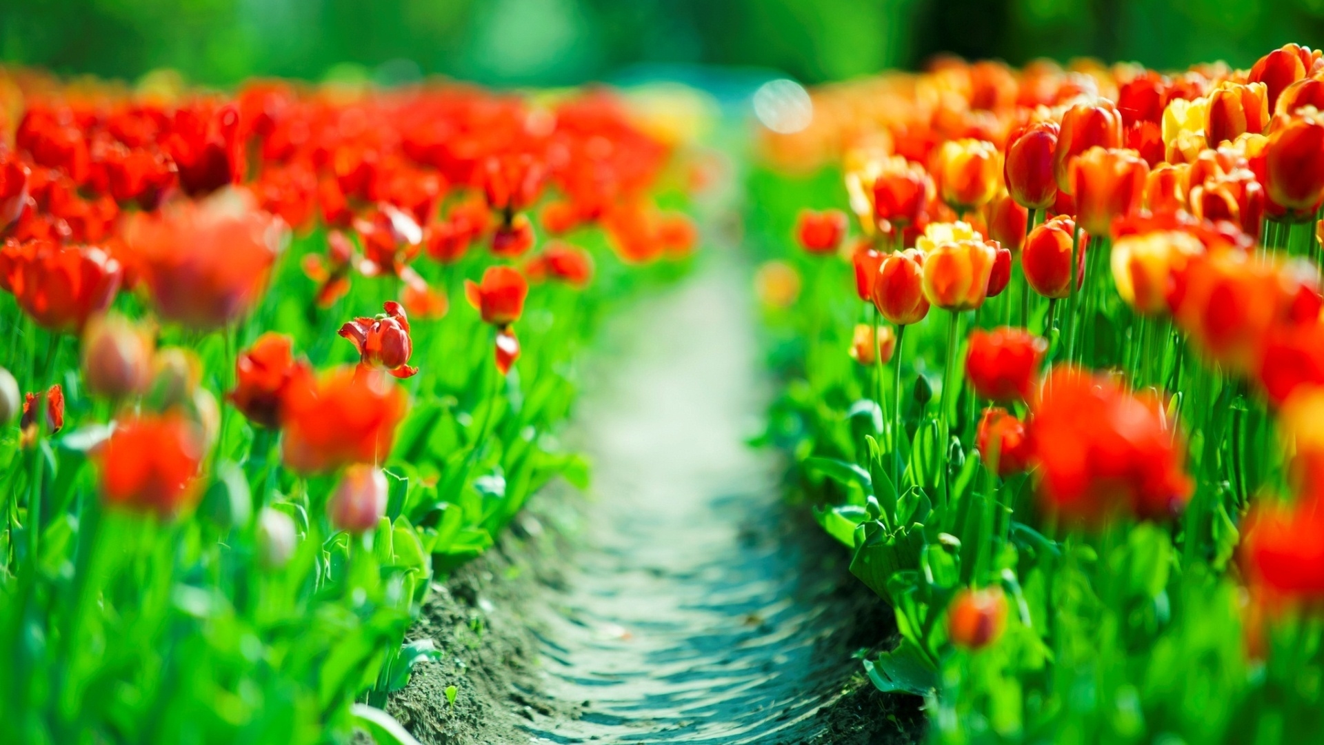 Free photo A trail through a field of orange tulips