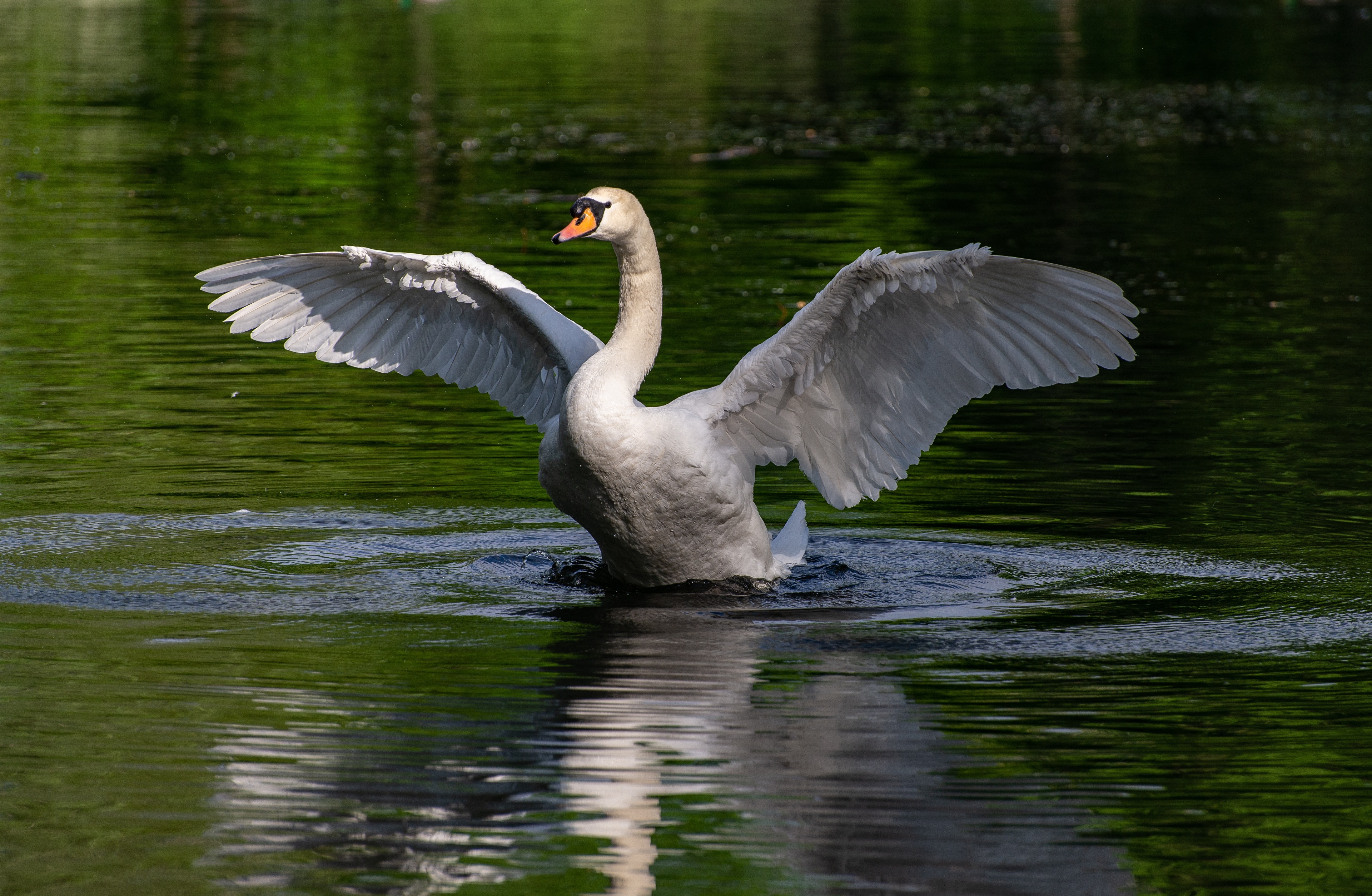 Wallpapers water birds wings animal on the desktop