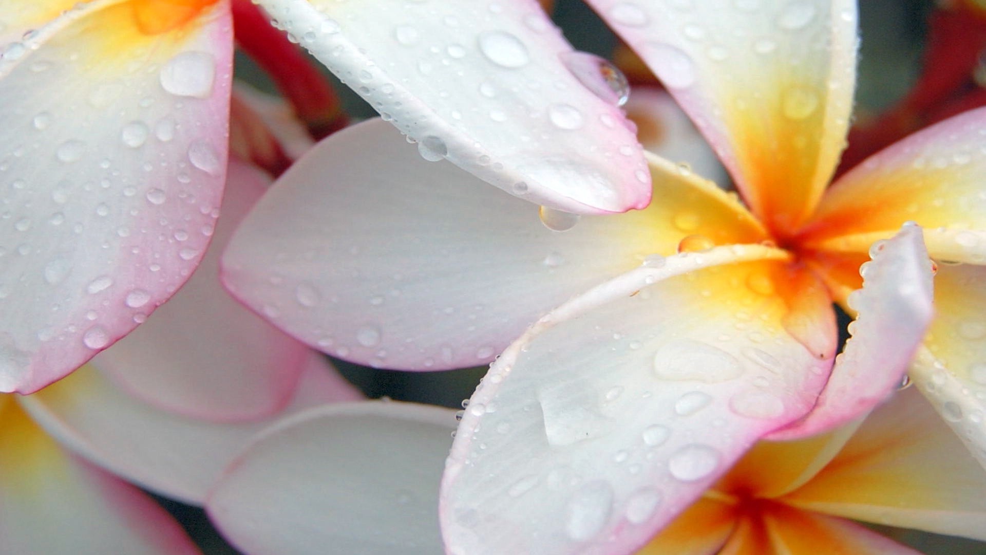 Free photo Water droplets on white petals