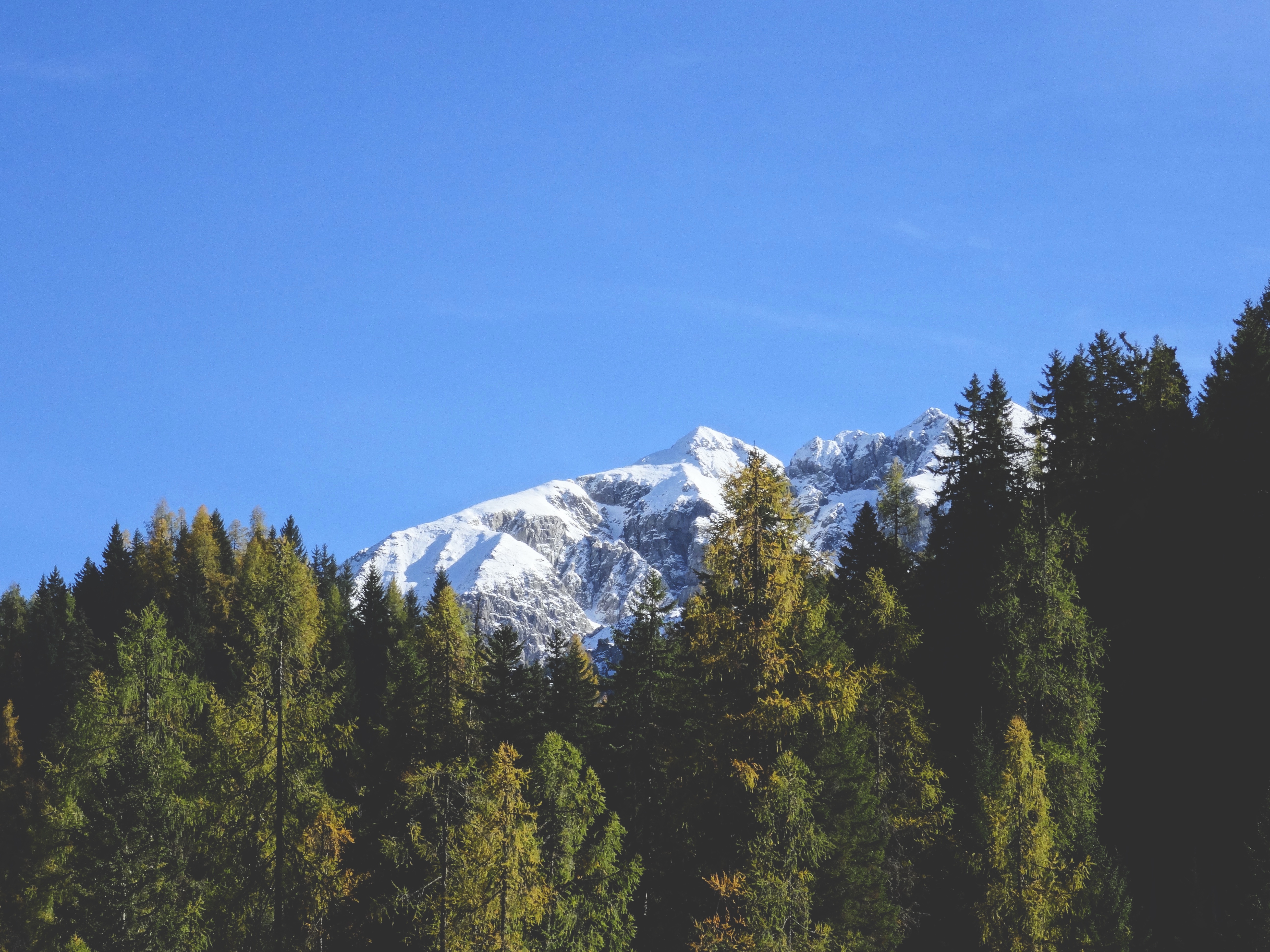 Free photo The snowy summit is visible through the treetops