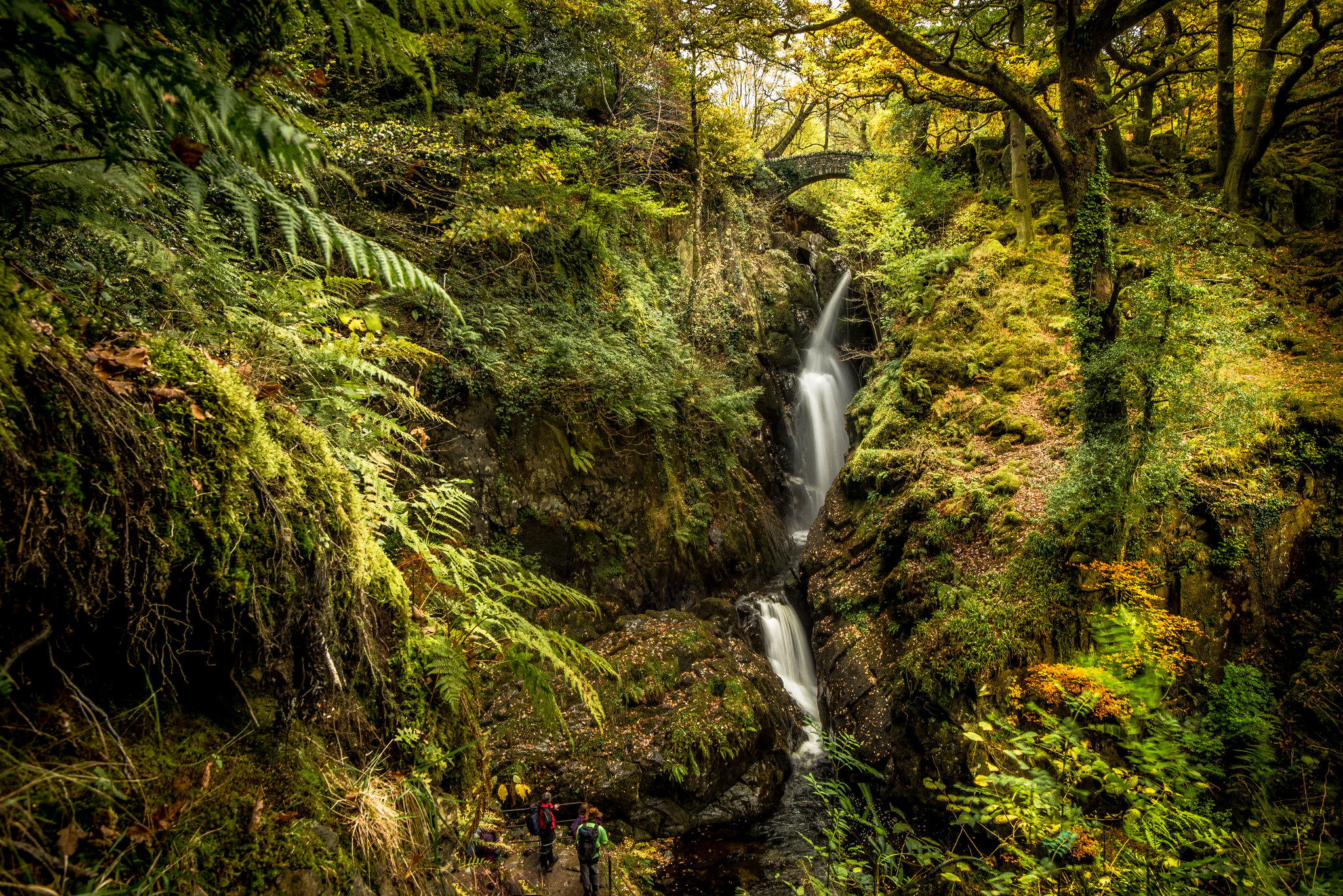 Wallpapers forest autumn colors bridge on the desktop