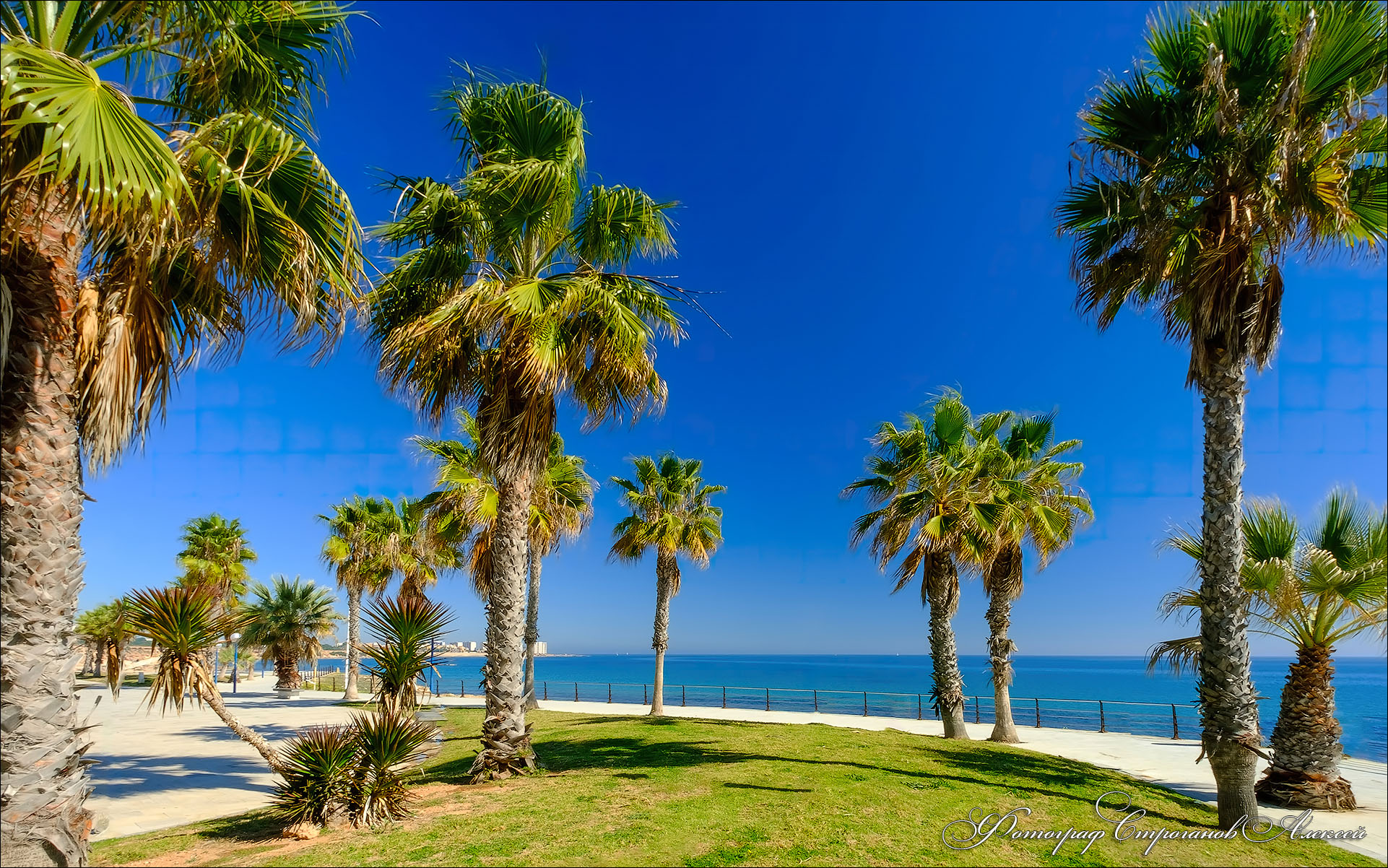 免费照片海边美丽的棕榈树