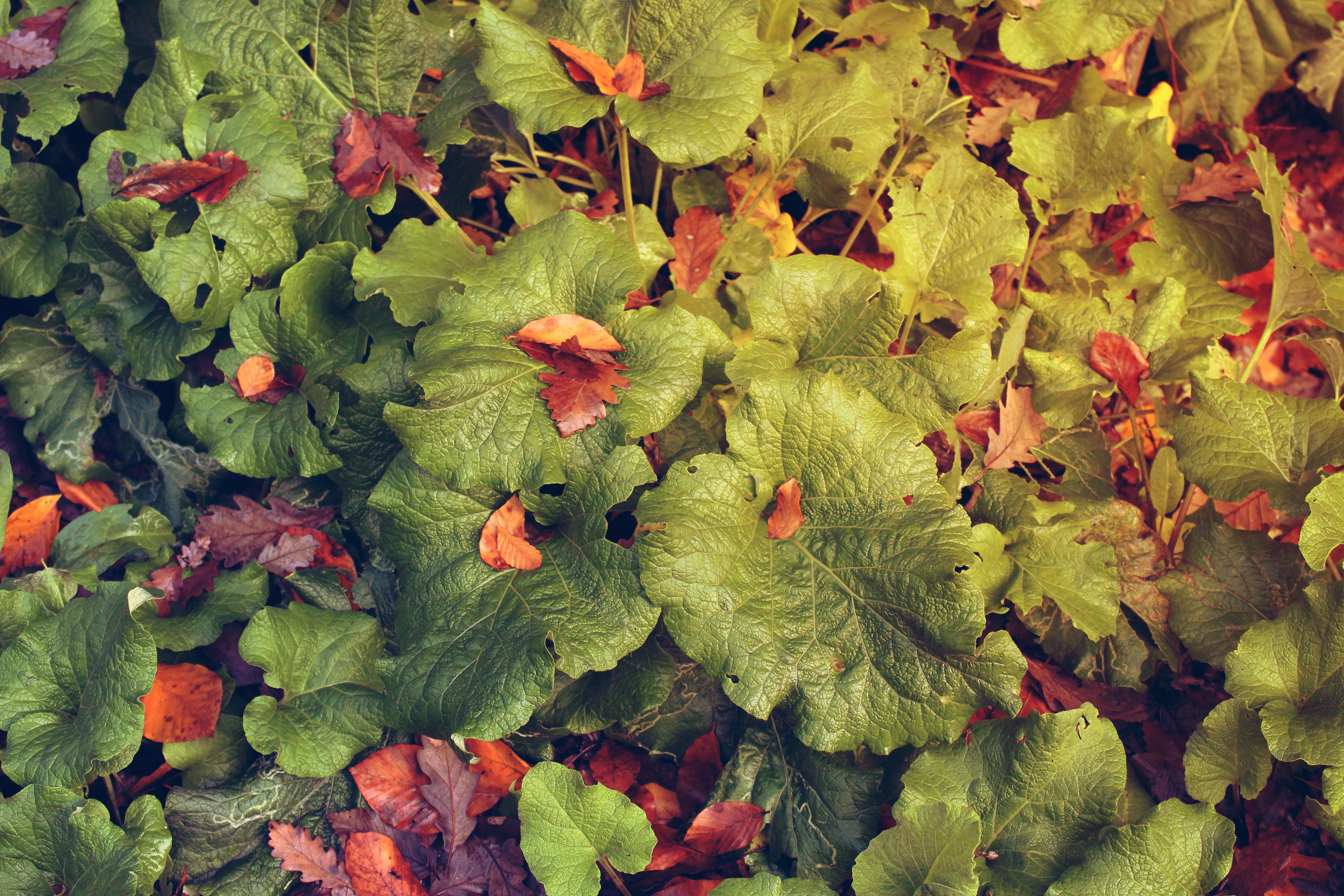 Wallpapers plants leaves nature on the desktop
