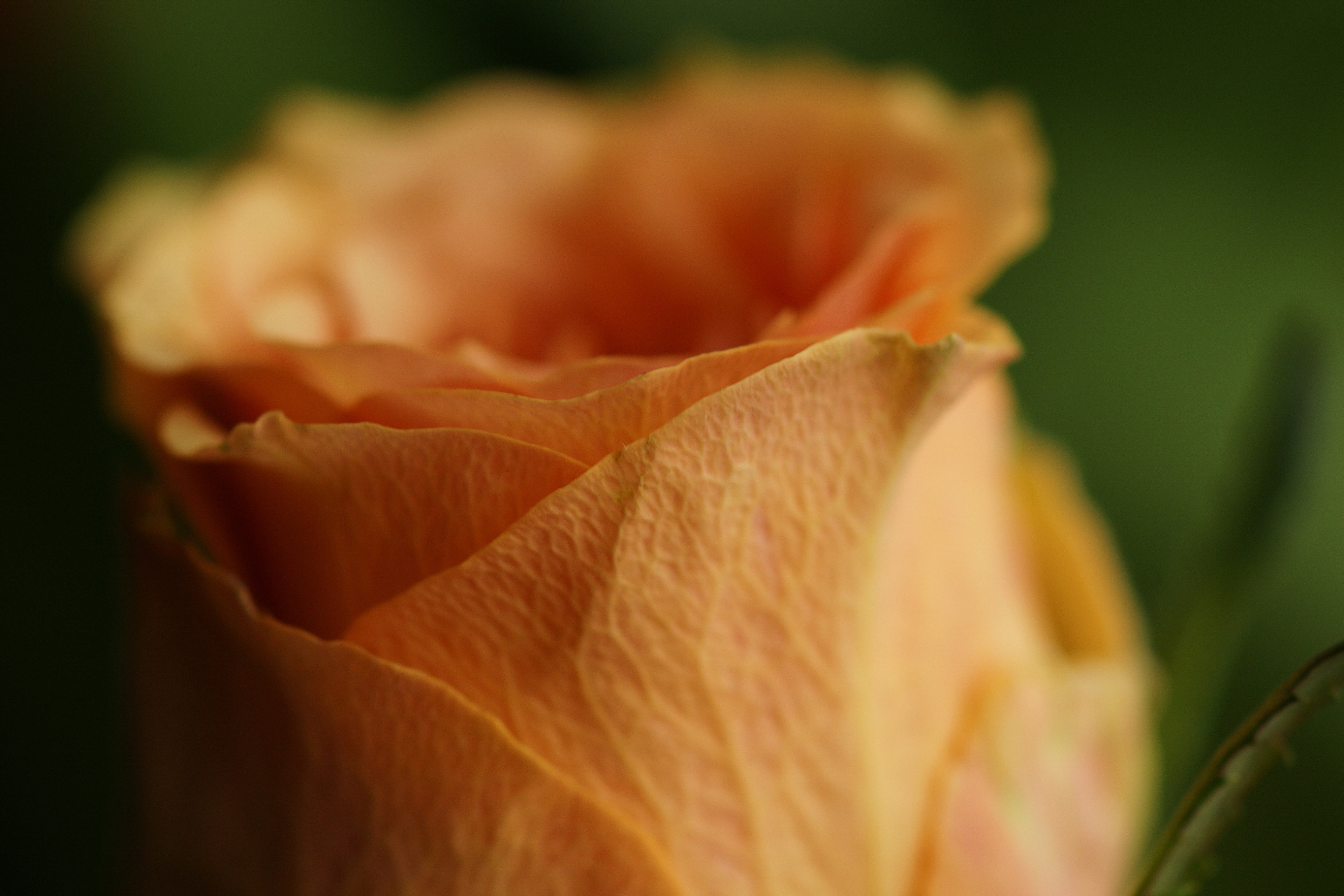 Обои роза лепестки цветок на рабочий стол