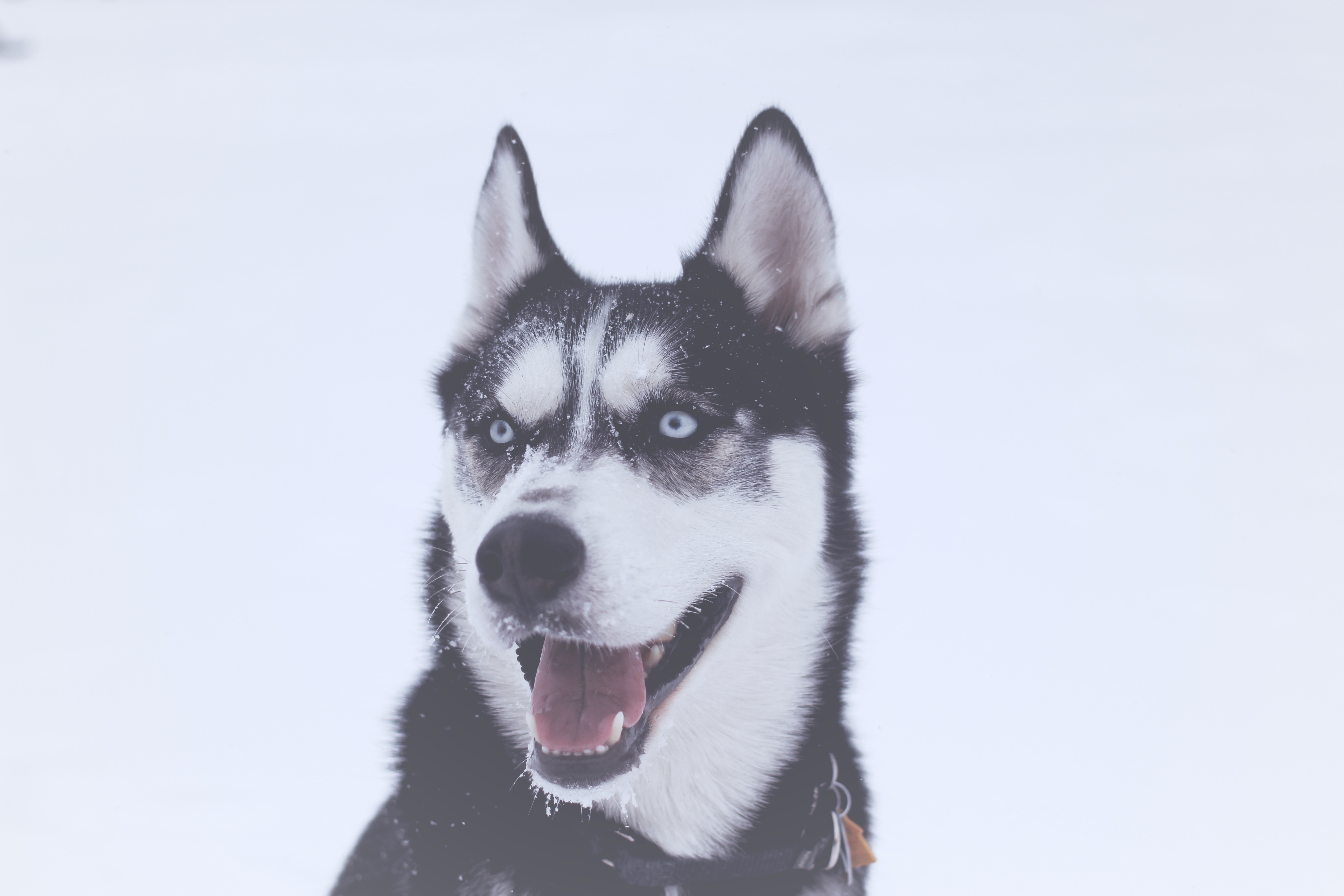 Free photo Portrait of a husky with blue eyes