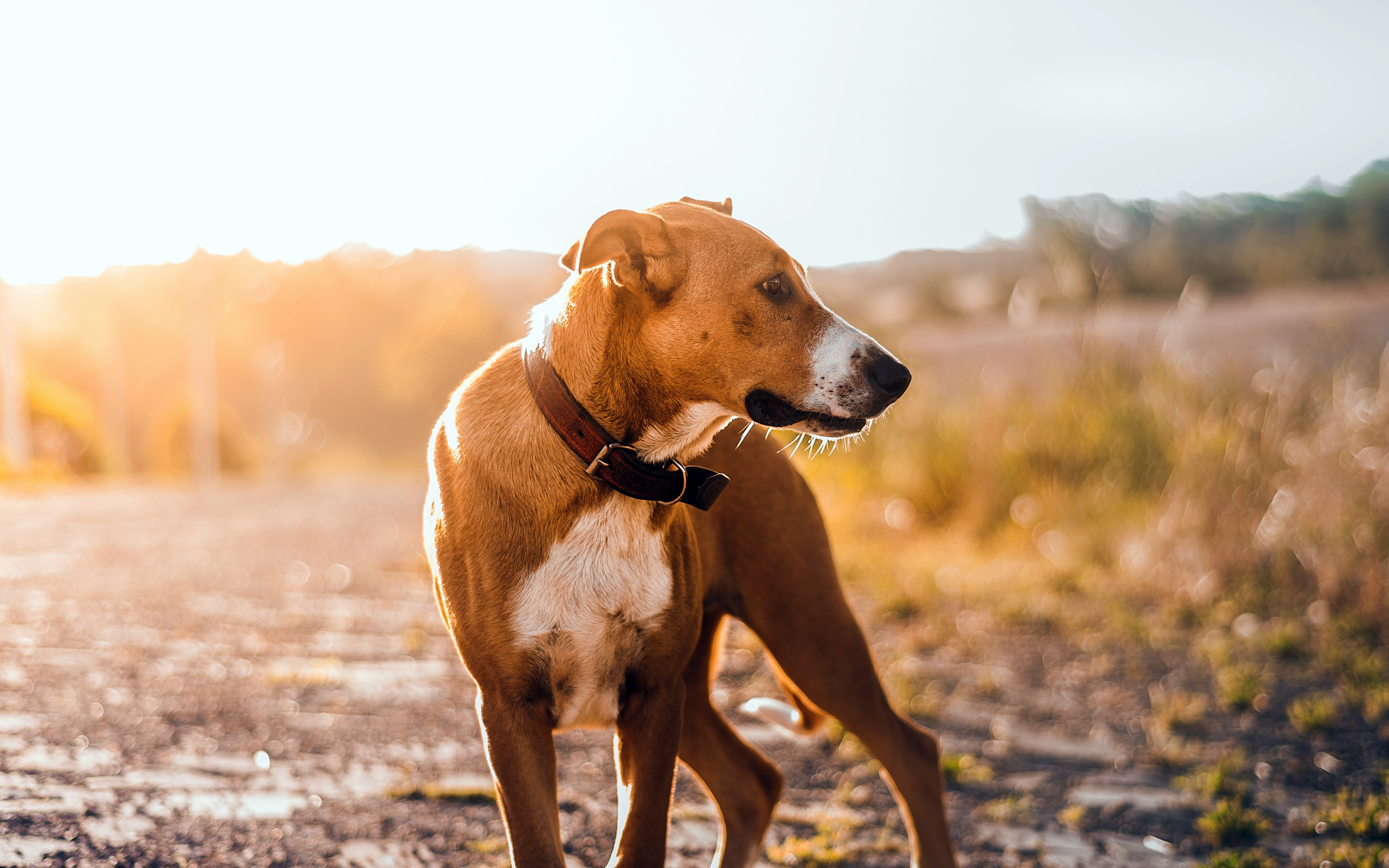 Free photo Little dog brown in the sun