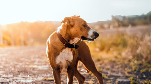Бесплатное фото Маленькая собака коричневого цвета на солнце