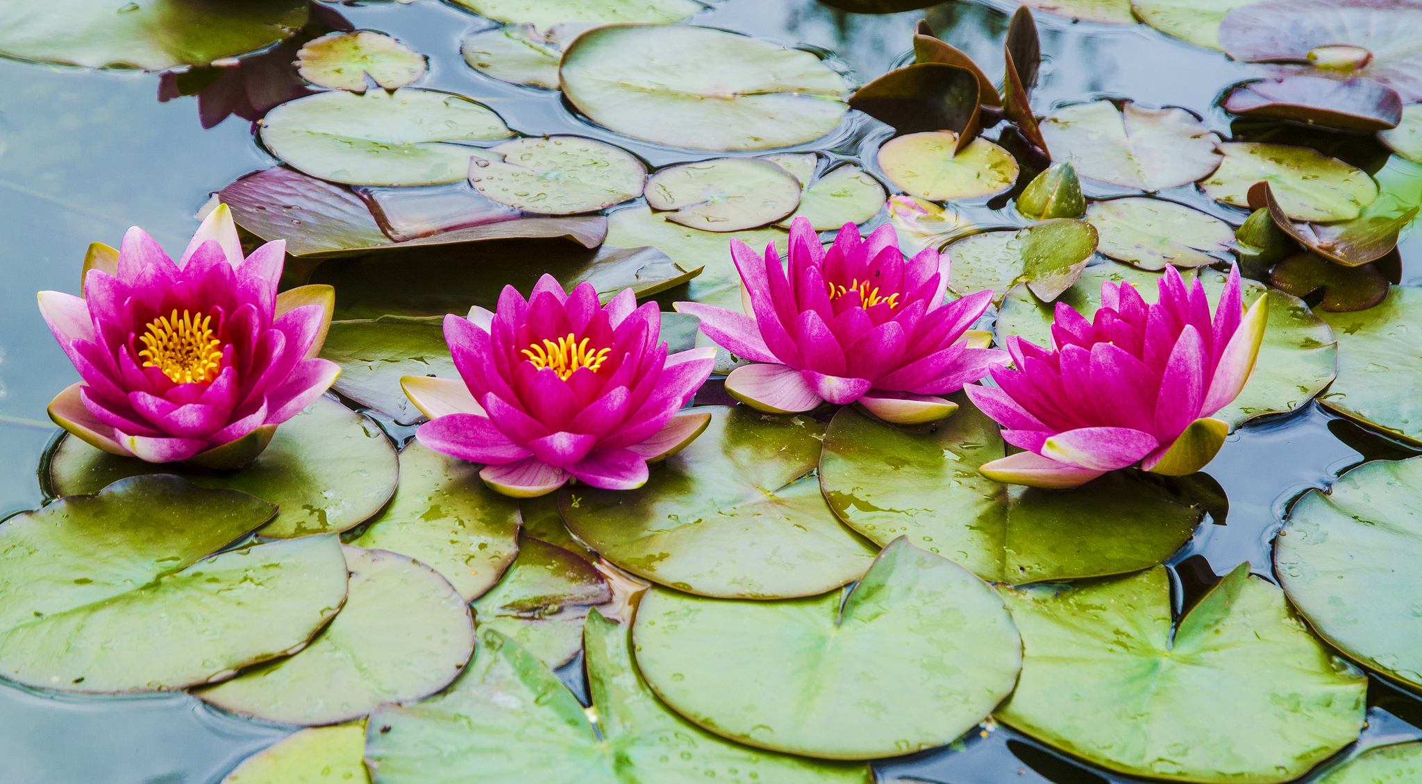 Wallpapers Water Lilies water lilies flora on the desktop