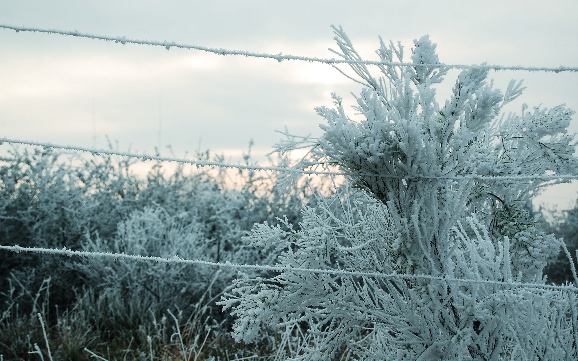 Wallpapers winter frost bush on the desktop