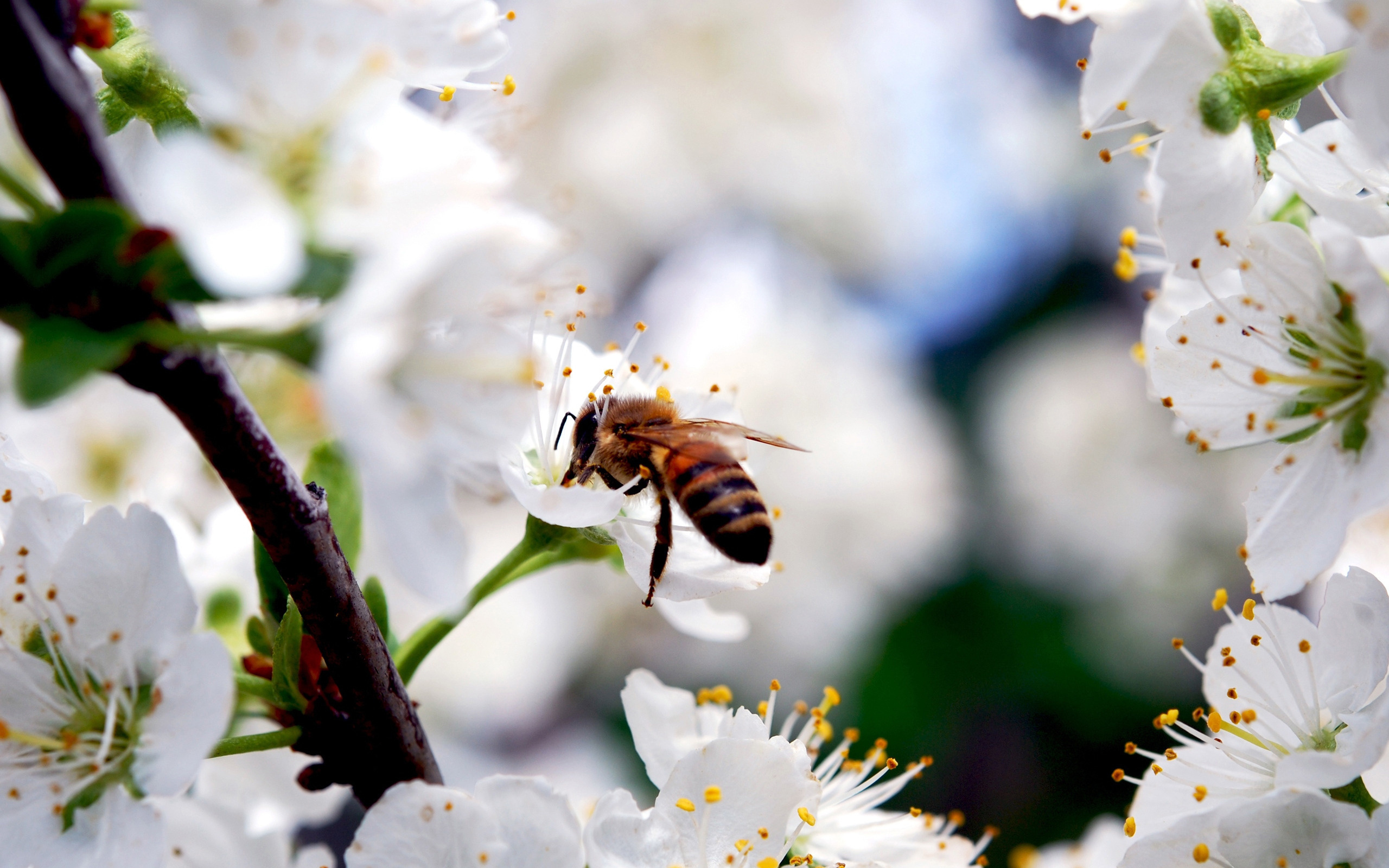 Wallpapers bee collects honey on the desktop