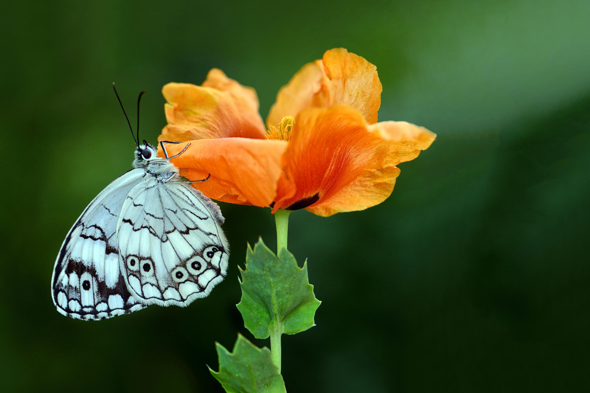 Wallpapers insects butterfly wings butterfly on flower on the desktop