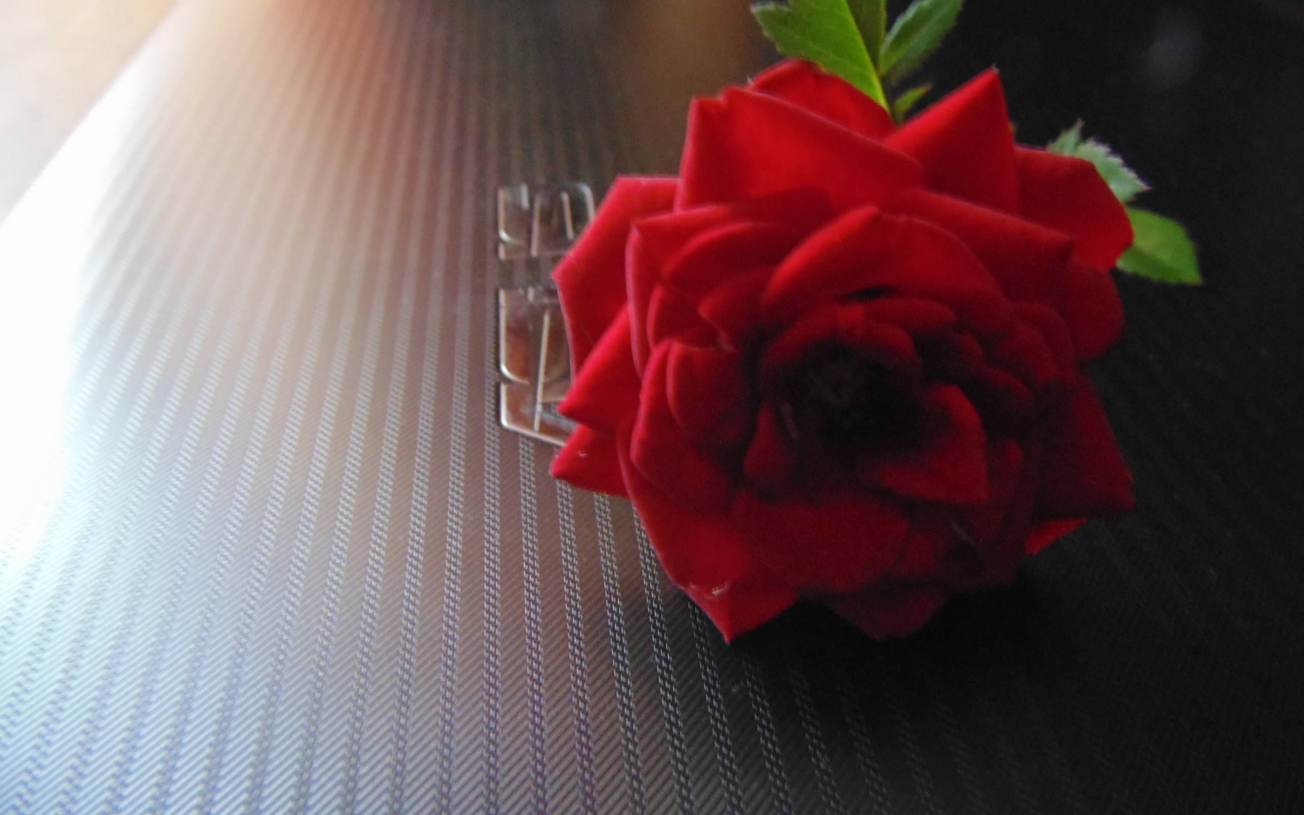 桌面上的壁纸笔记本电脑 玫瑰 花瓣
