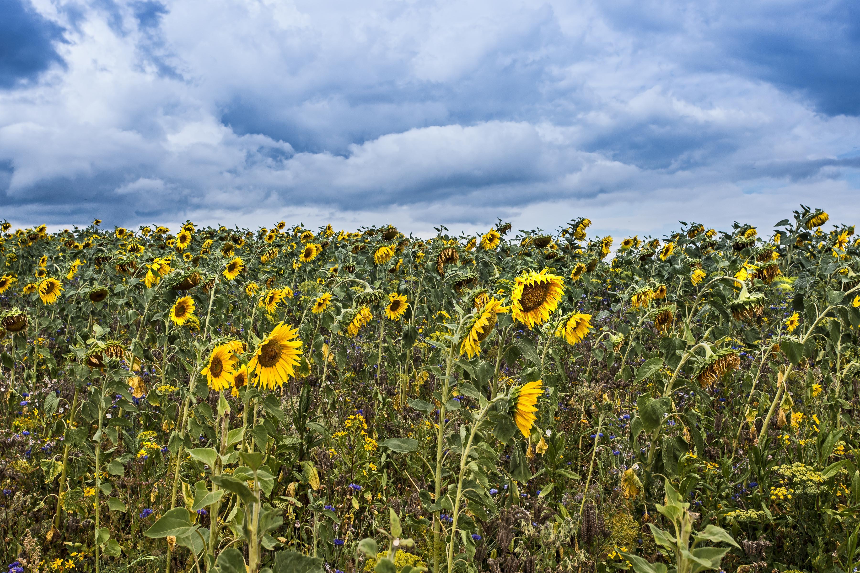 Wallpapers sunflowers sunflower field many sunflowers on the desktop