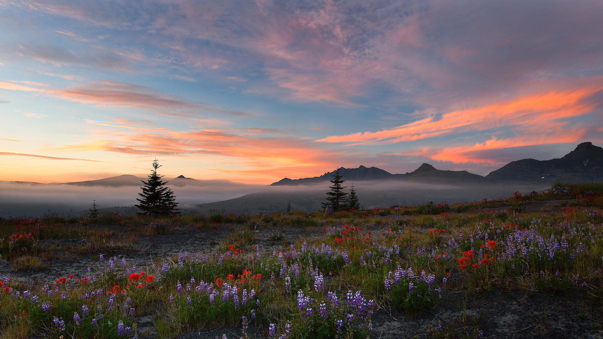 Wallpapers landscape evening flowers on the desktop