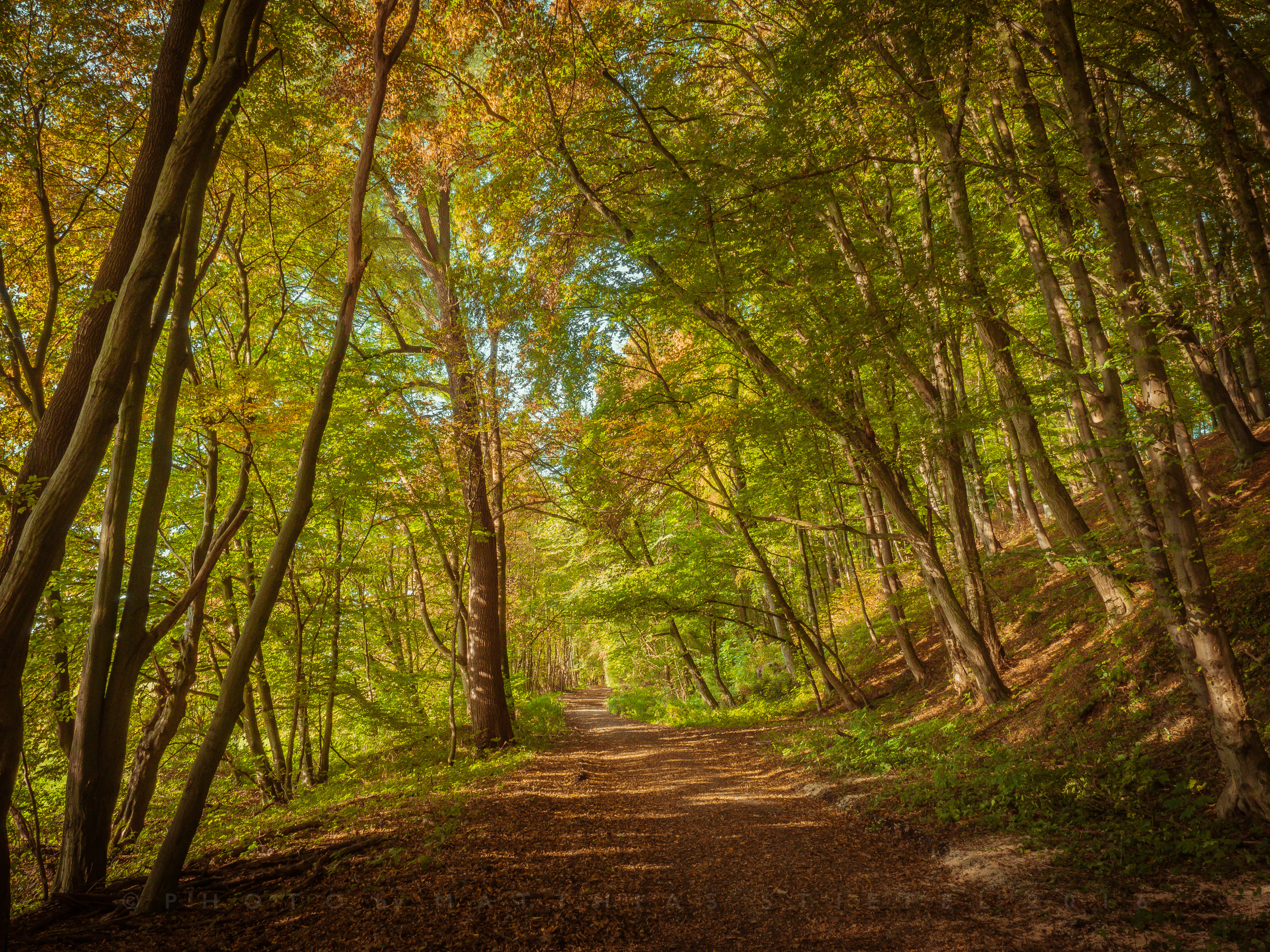 Wallpapers landscapes forest autumn forest on the desktop