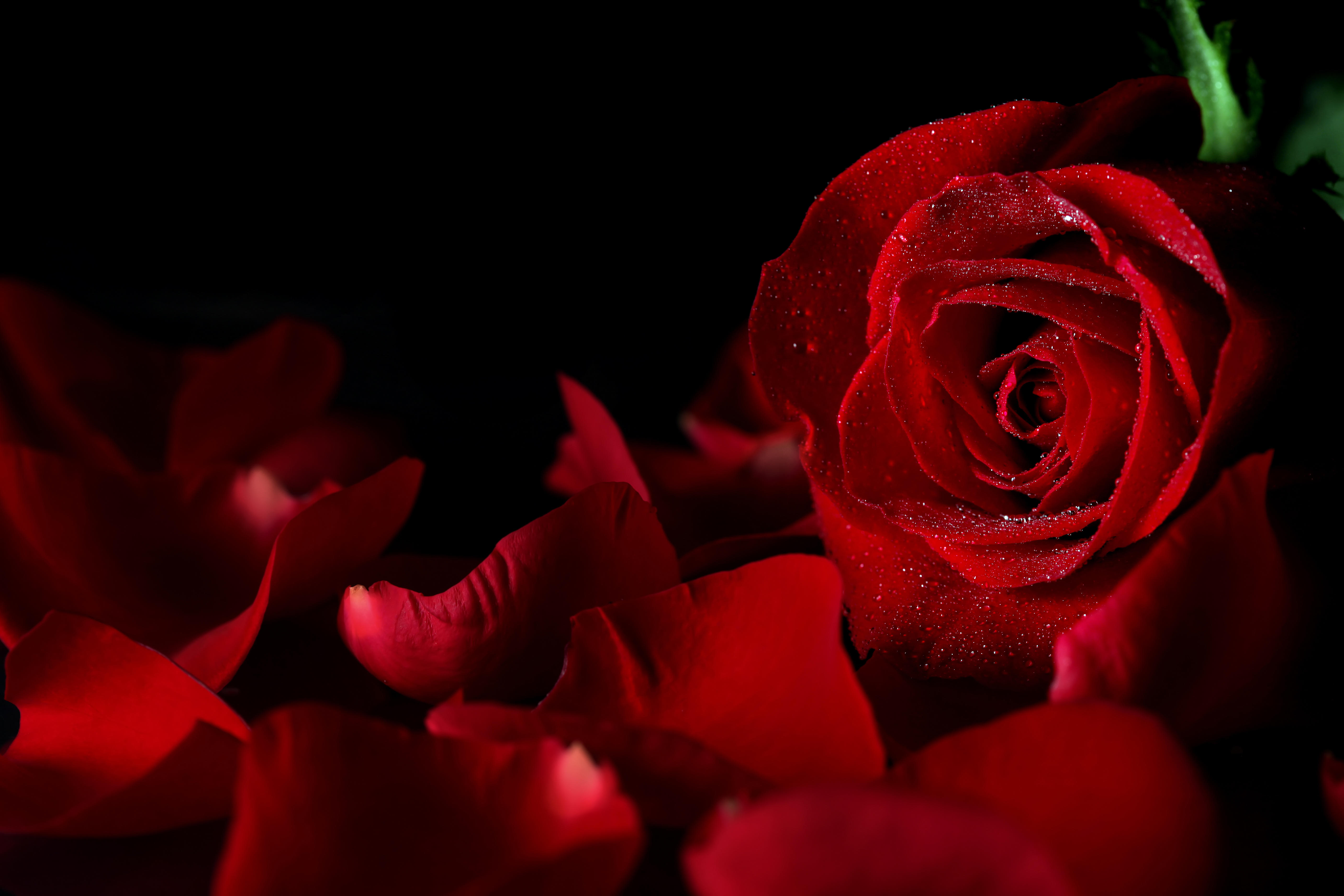 下载美丽的玫瑰花屏保
