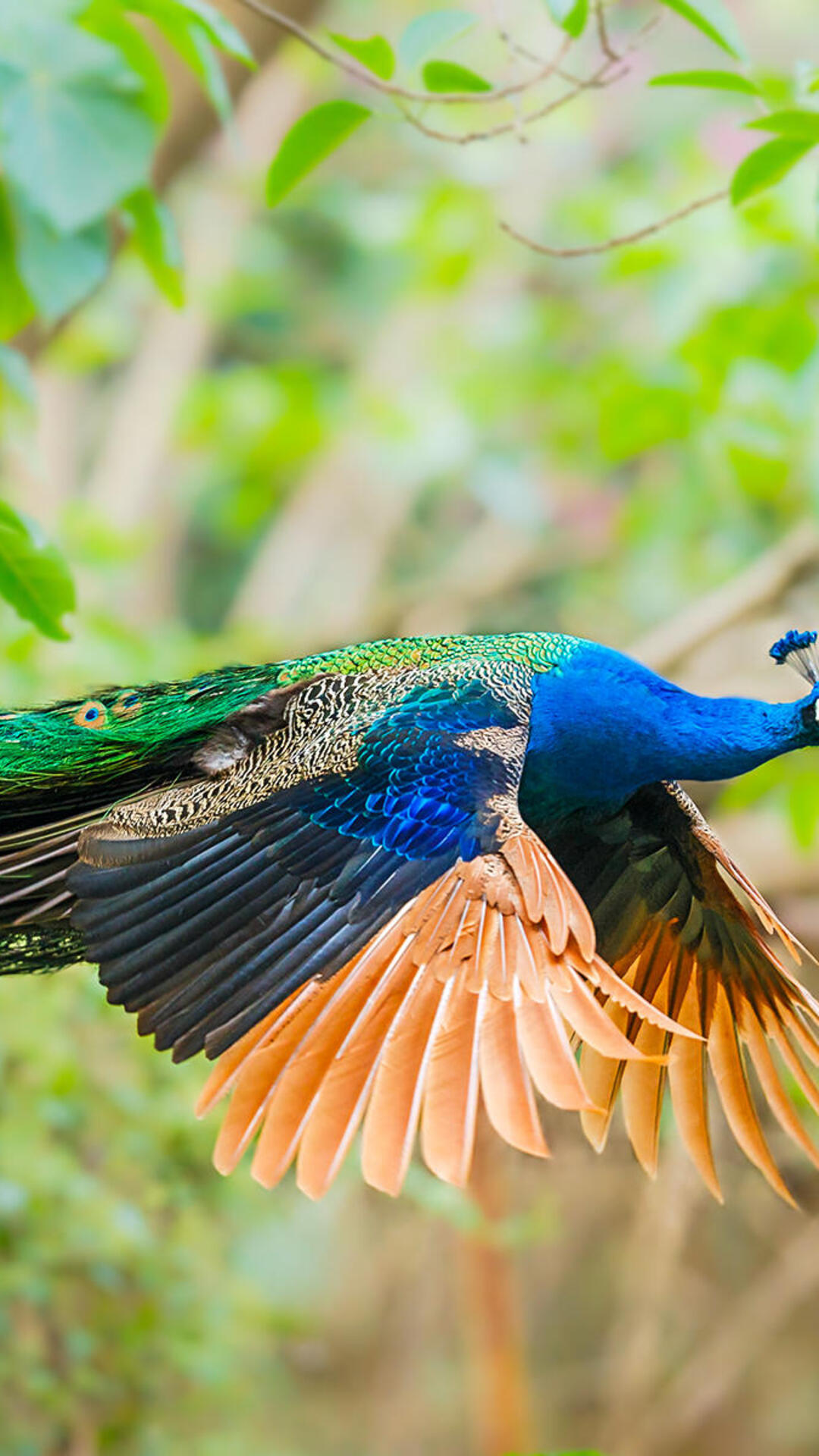 Редкие и чарующие фотографии павлина в полете Peacock flying, Beautiful birds, P