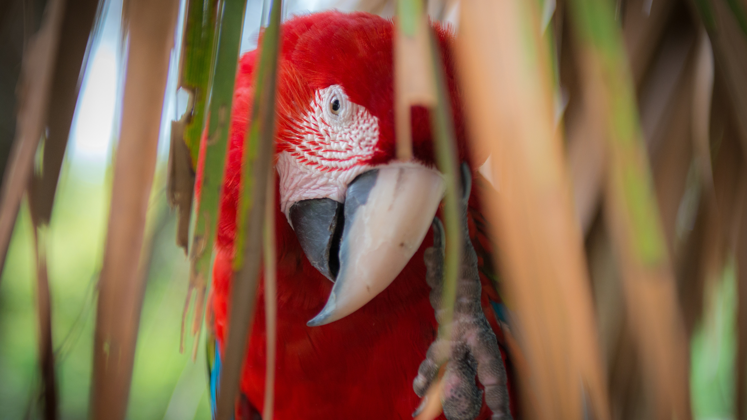 Wallpapers parrot macaw beak on the desktop