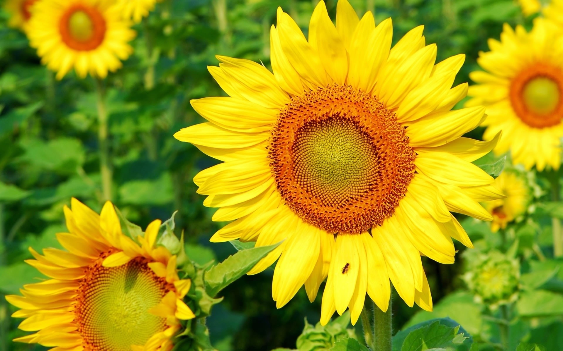 Wallpapers sunflower bee flowers on the desktop