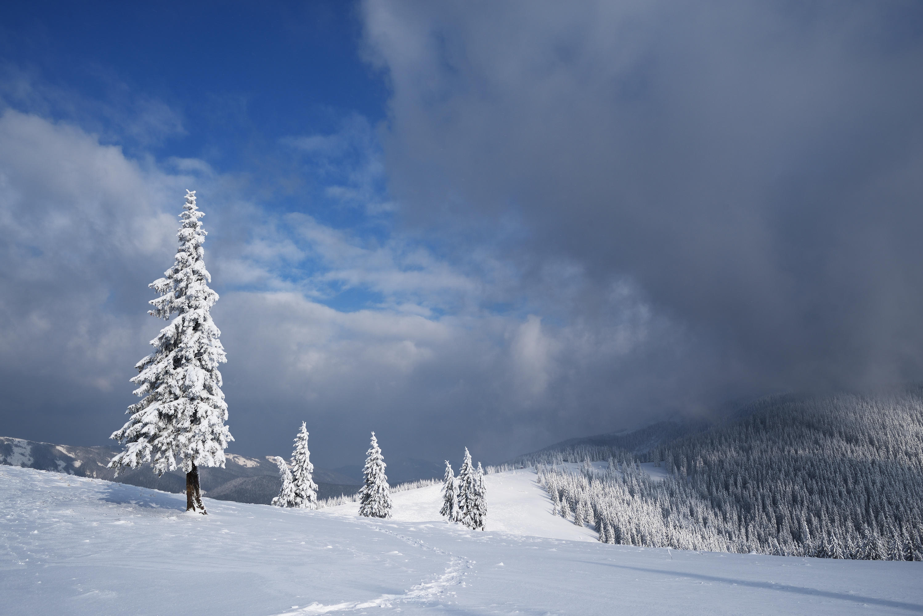 Wallpapers landscape snow on trees snowdrifts on the desktop