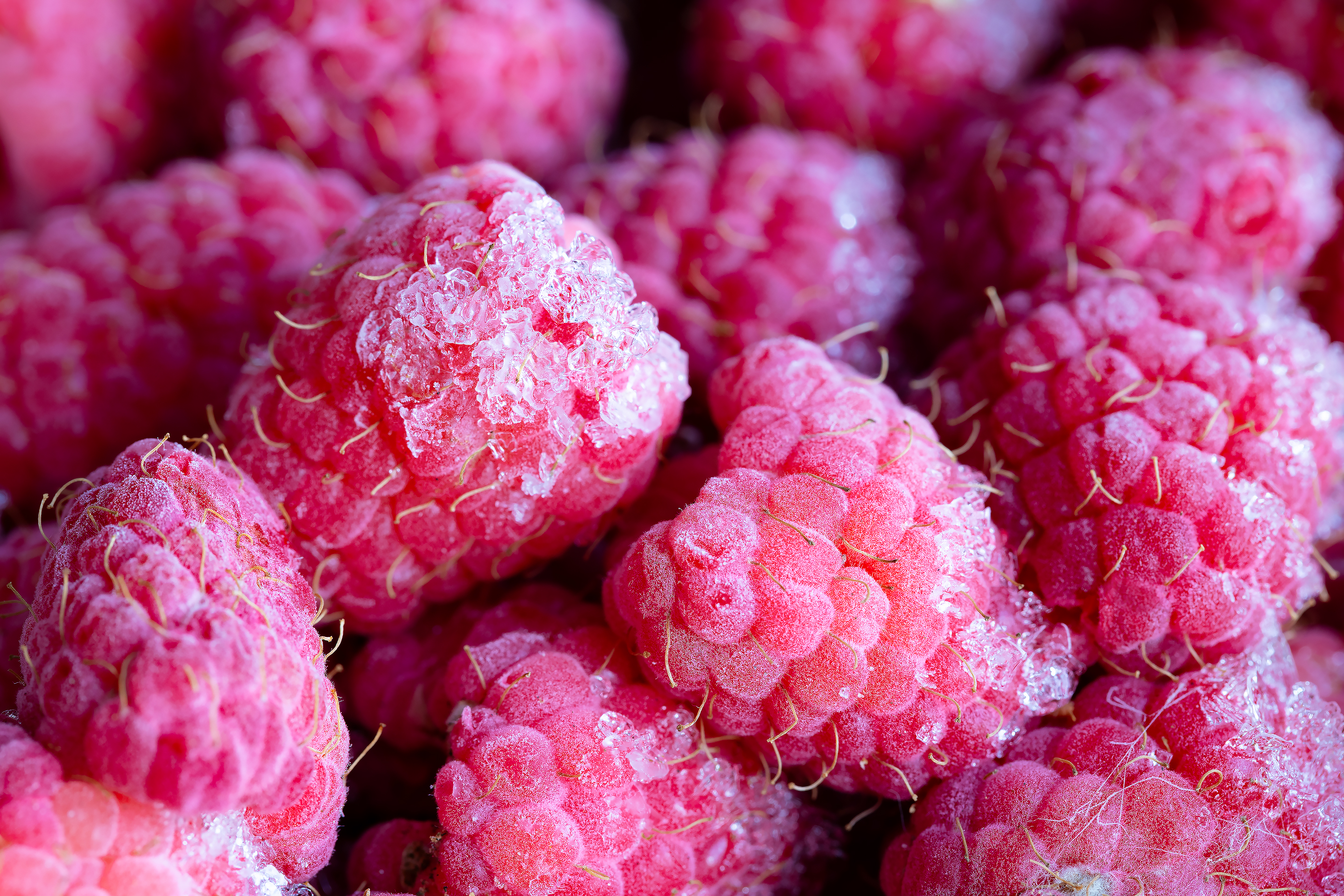 新鲜冷冻红树莓