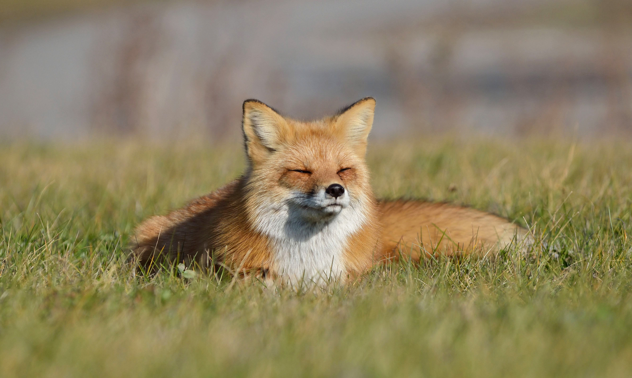 Free photo The fox is enjoying the sunrise