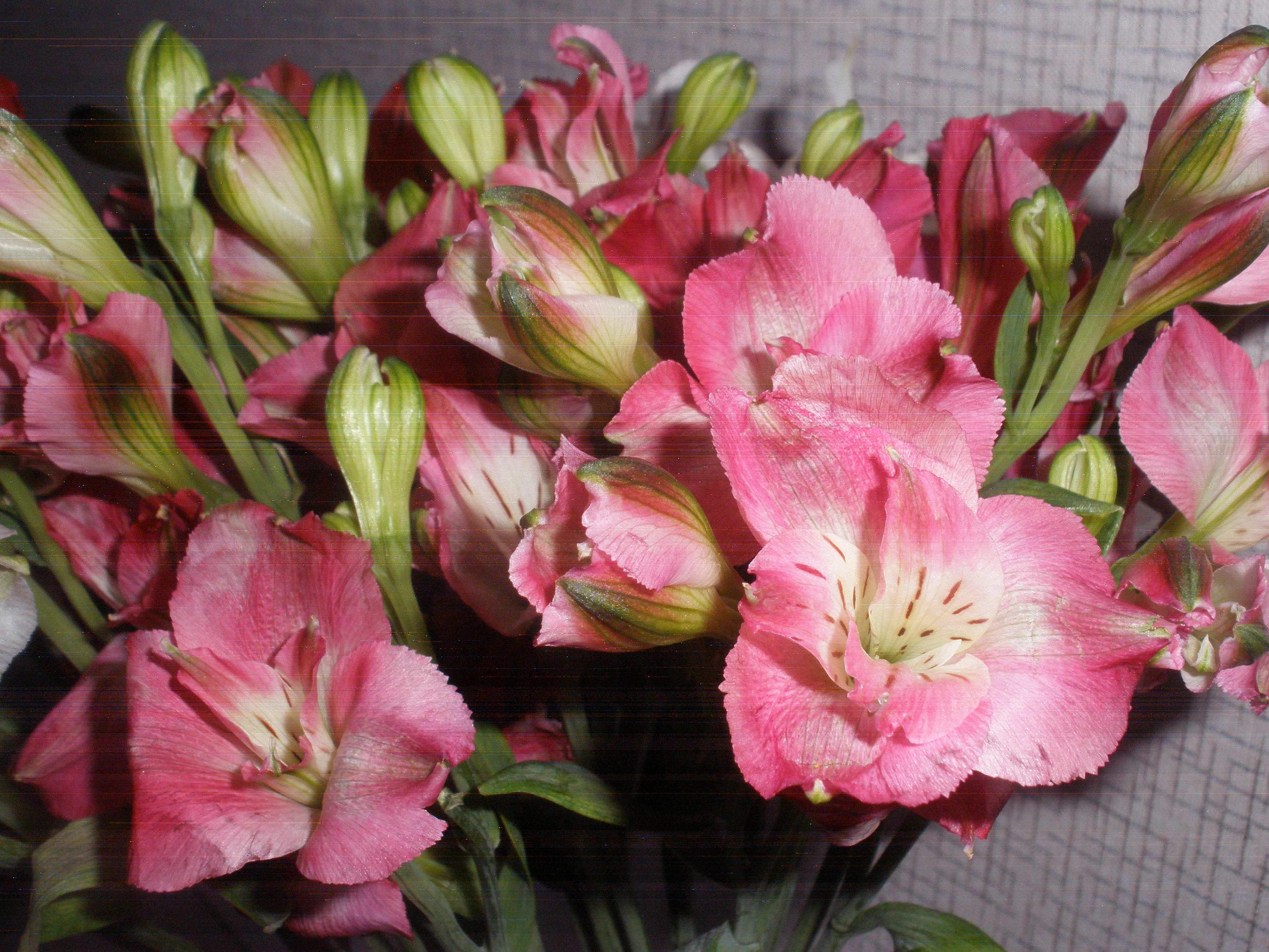 Бесплатное фото Olympus FE-340