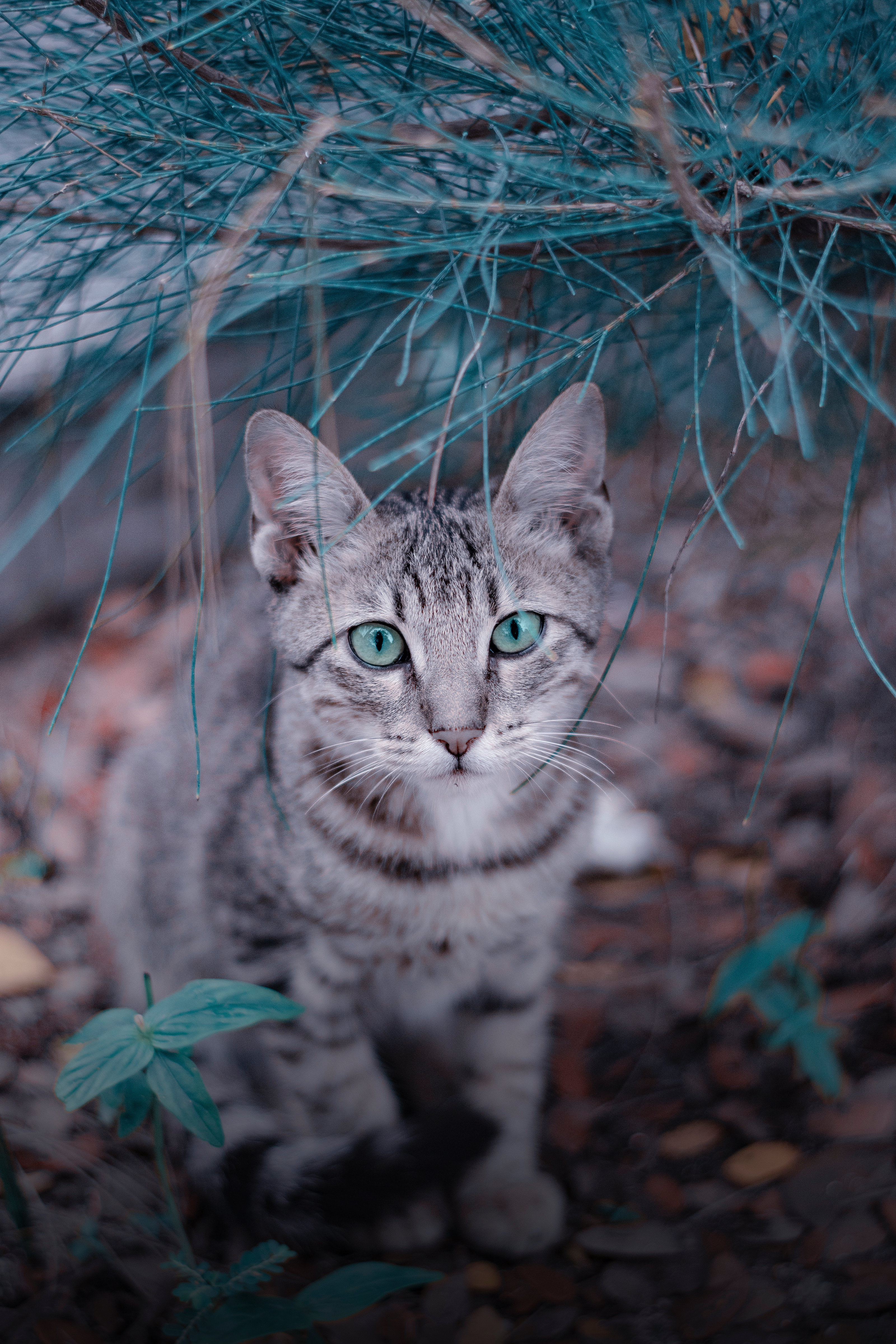 Free photo A street cat with extraordinary eyes