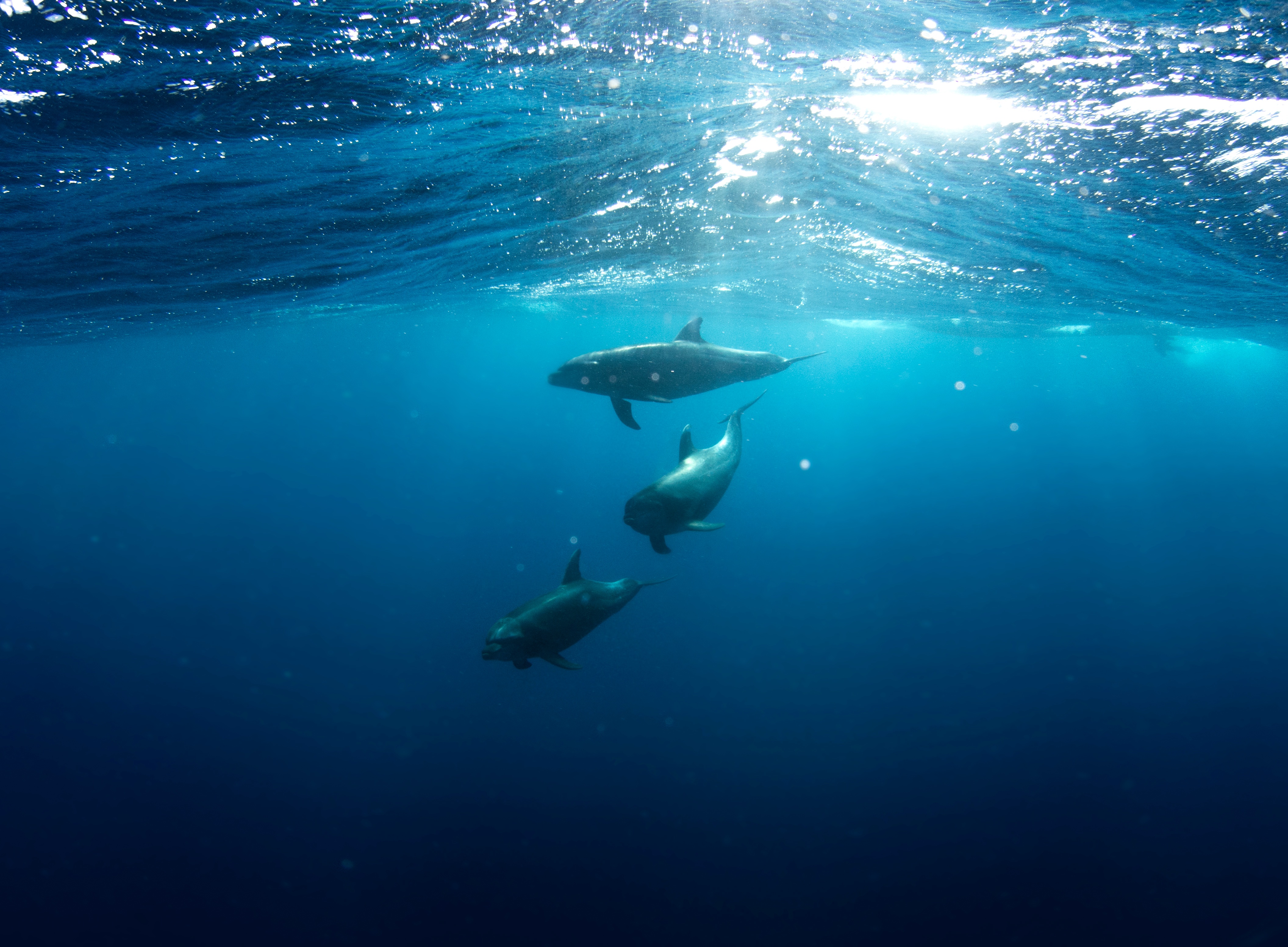 三条海豚在水下游泳