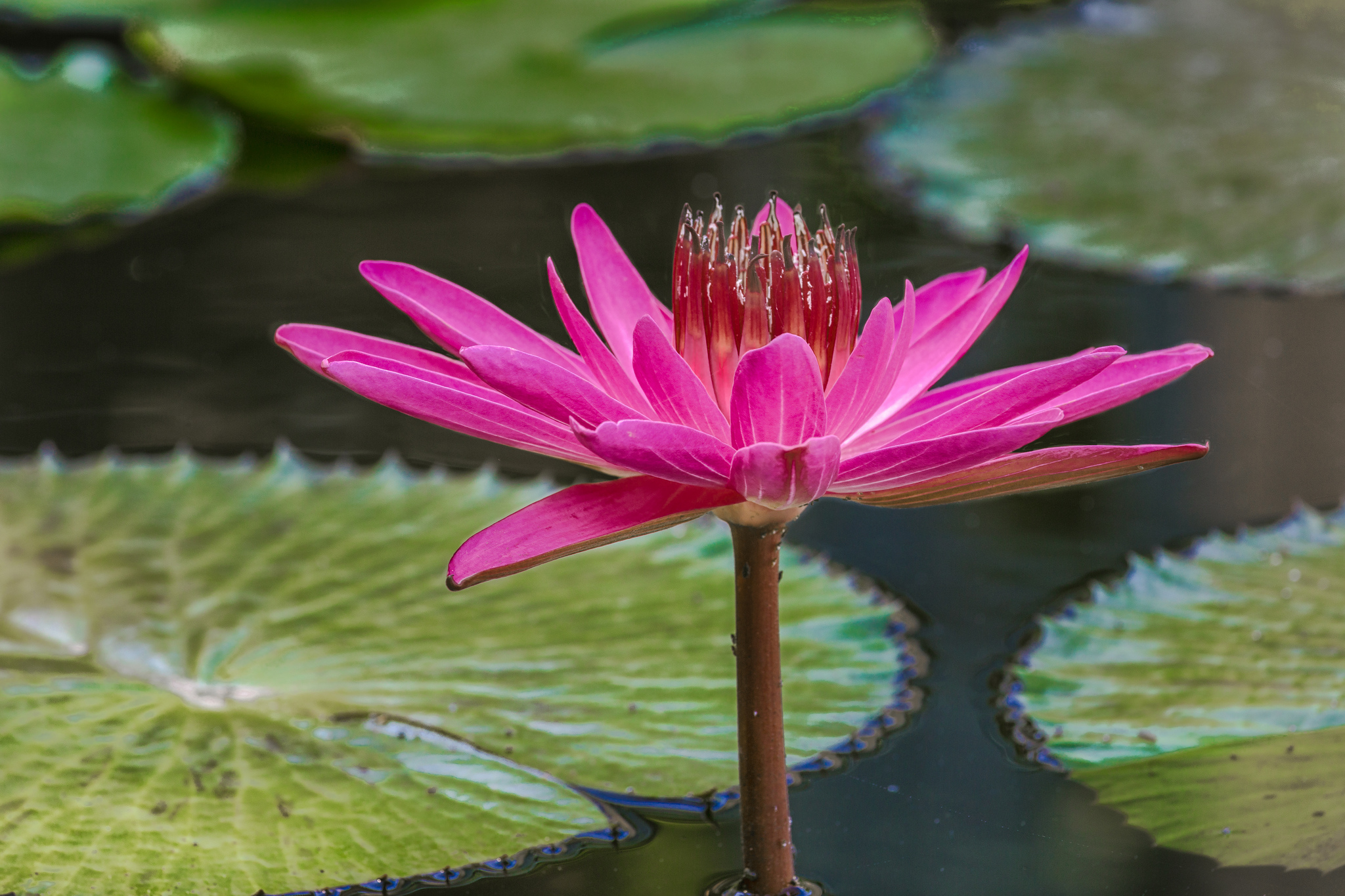 Wallpapers body of water flowers pink flower on the desktop