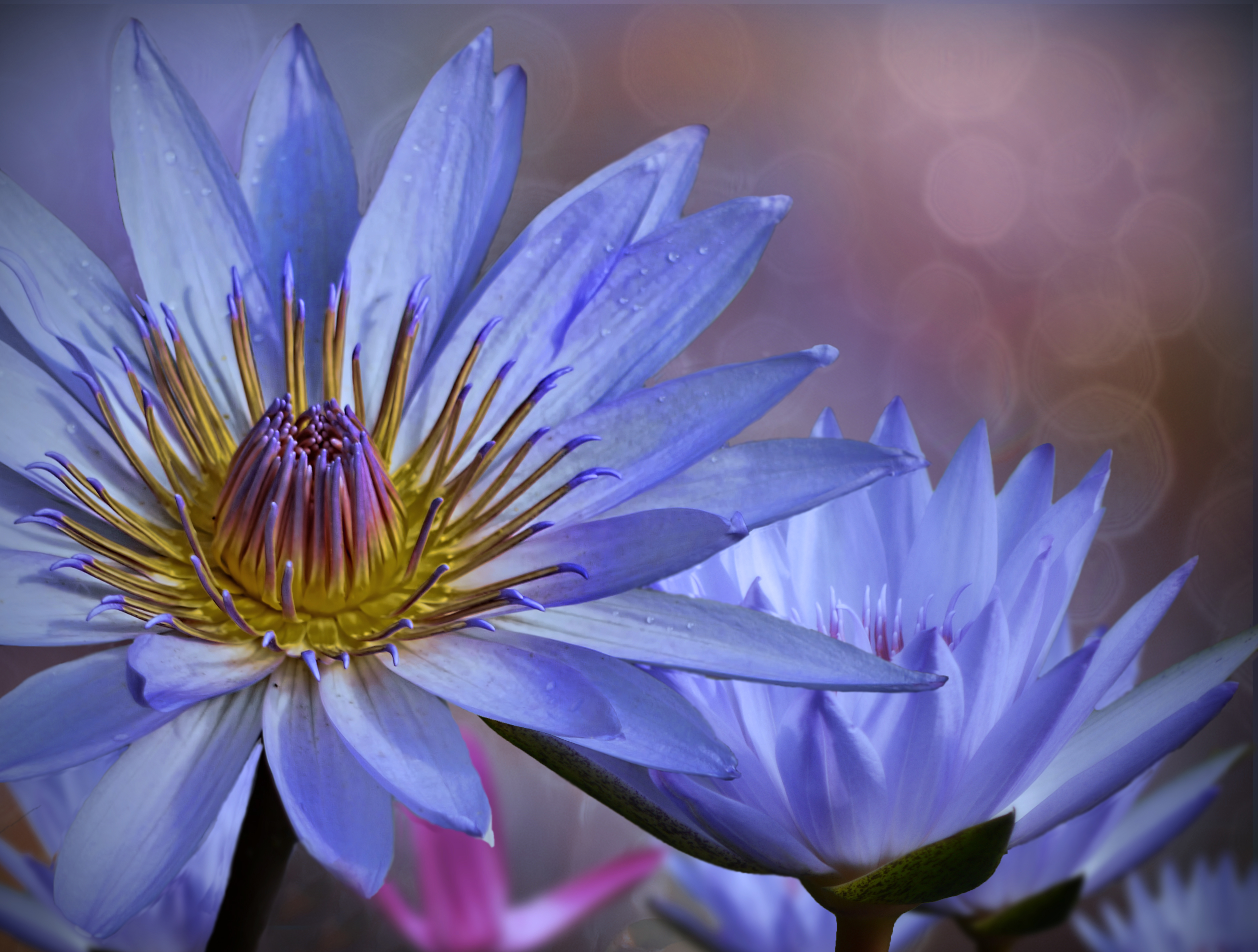 Free photo Water lily desktop wallpaper