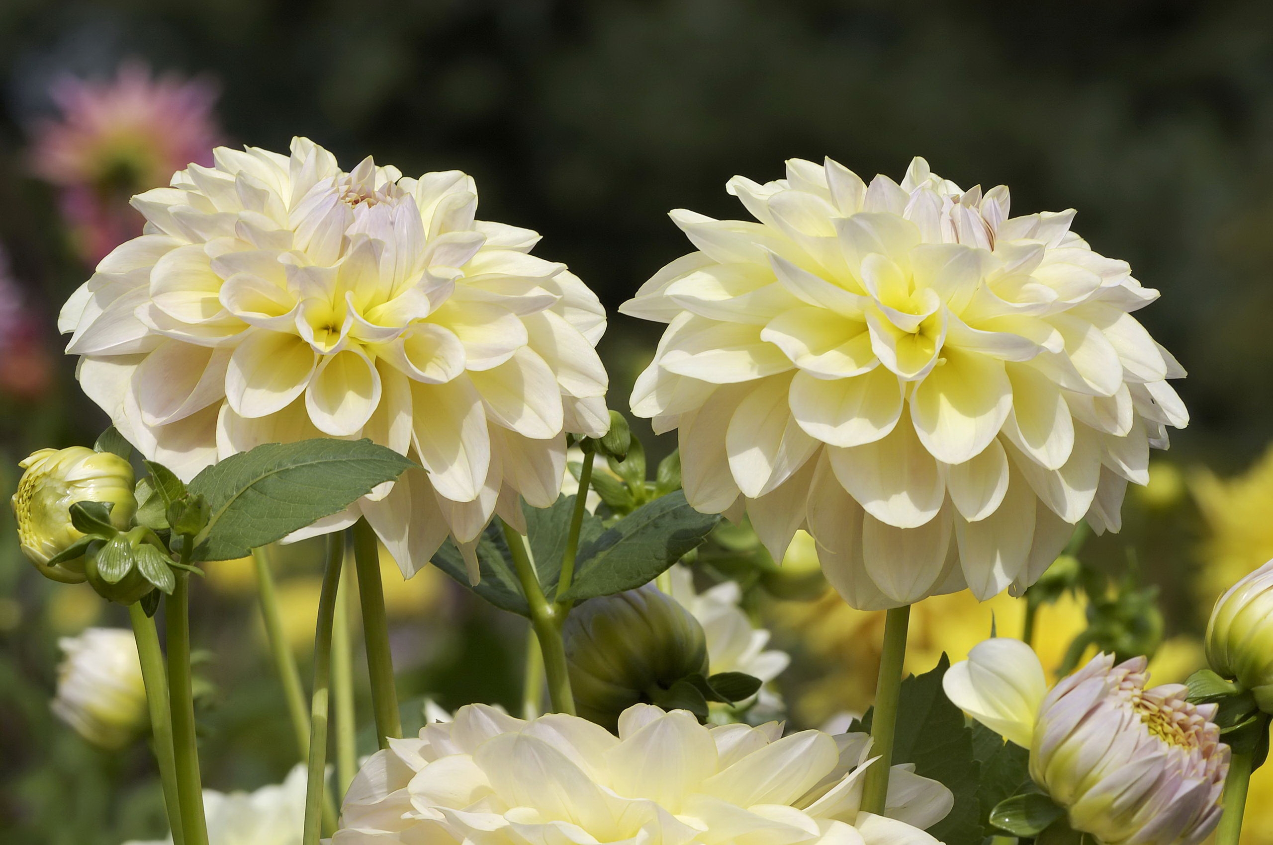 Wallpapers white flowers flower on the desktop